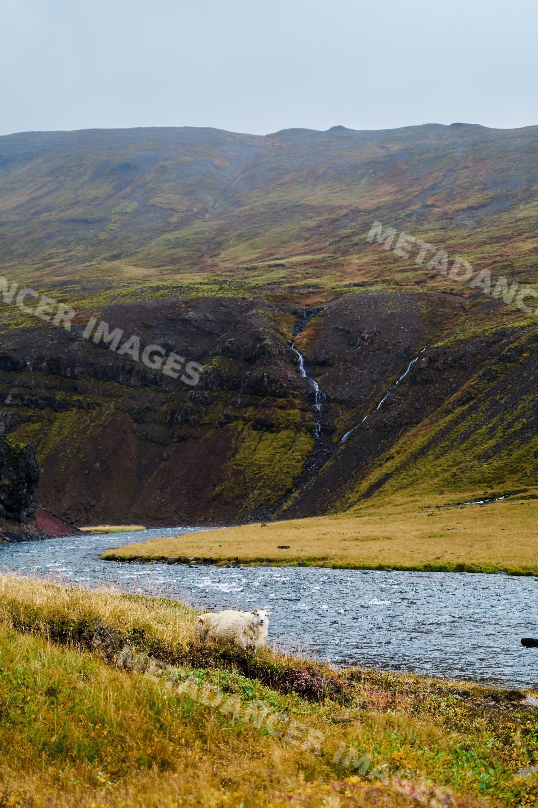 A sheep grazes near a river and waterfalls on a hillside