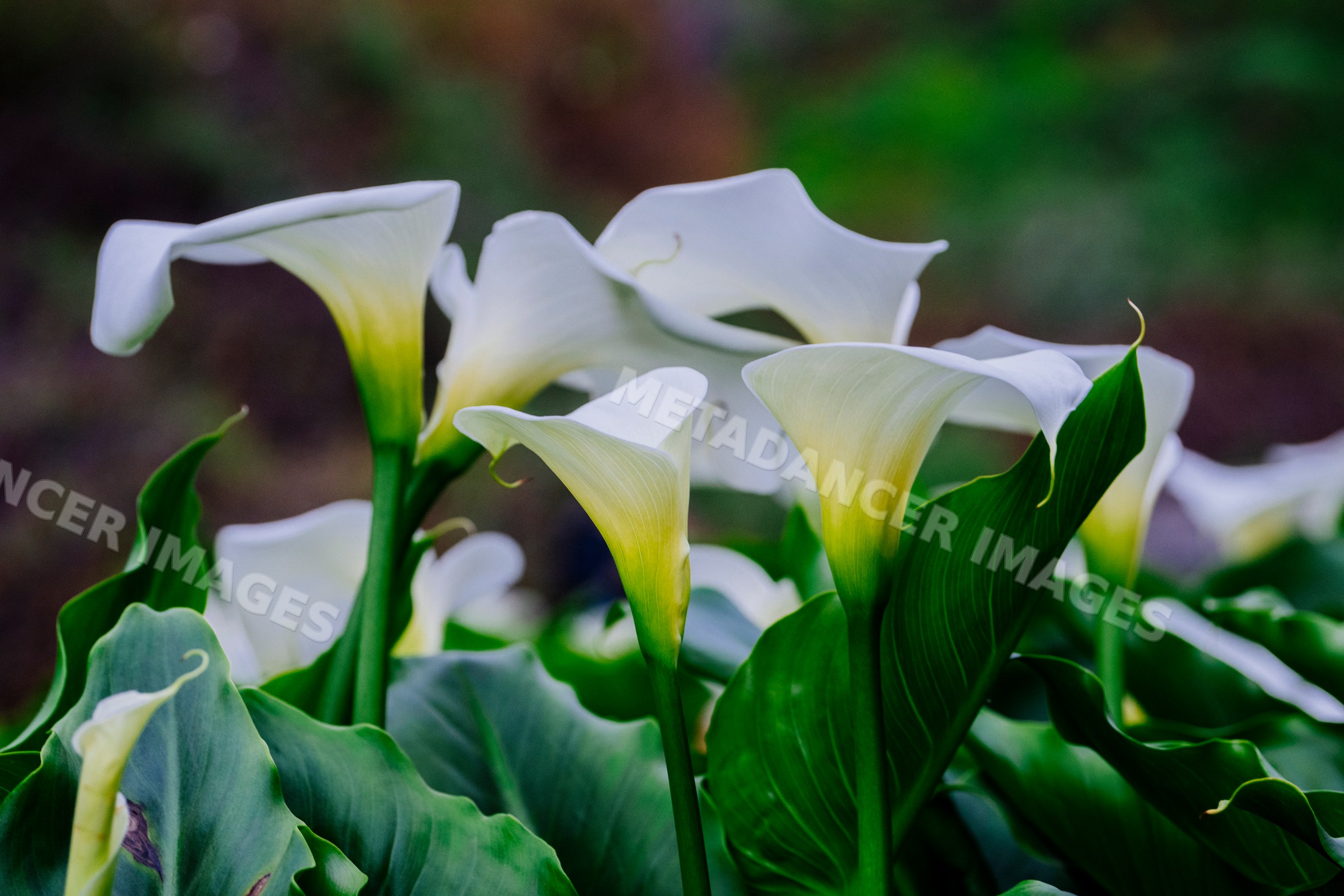 White calla lilies blooming with green leaves