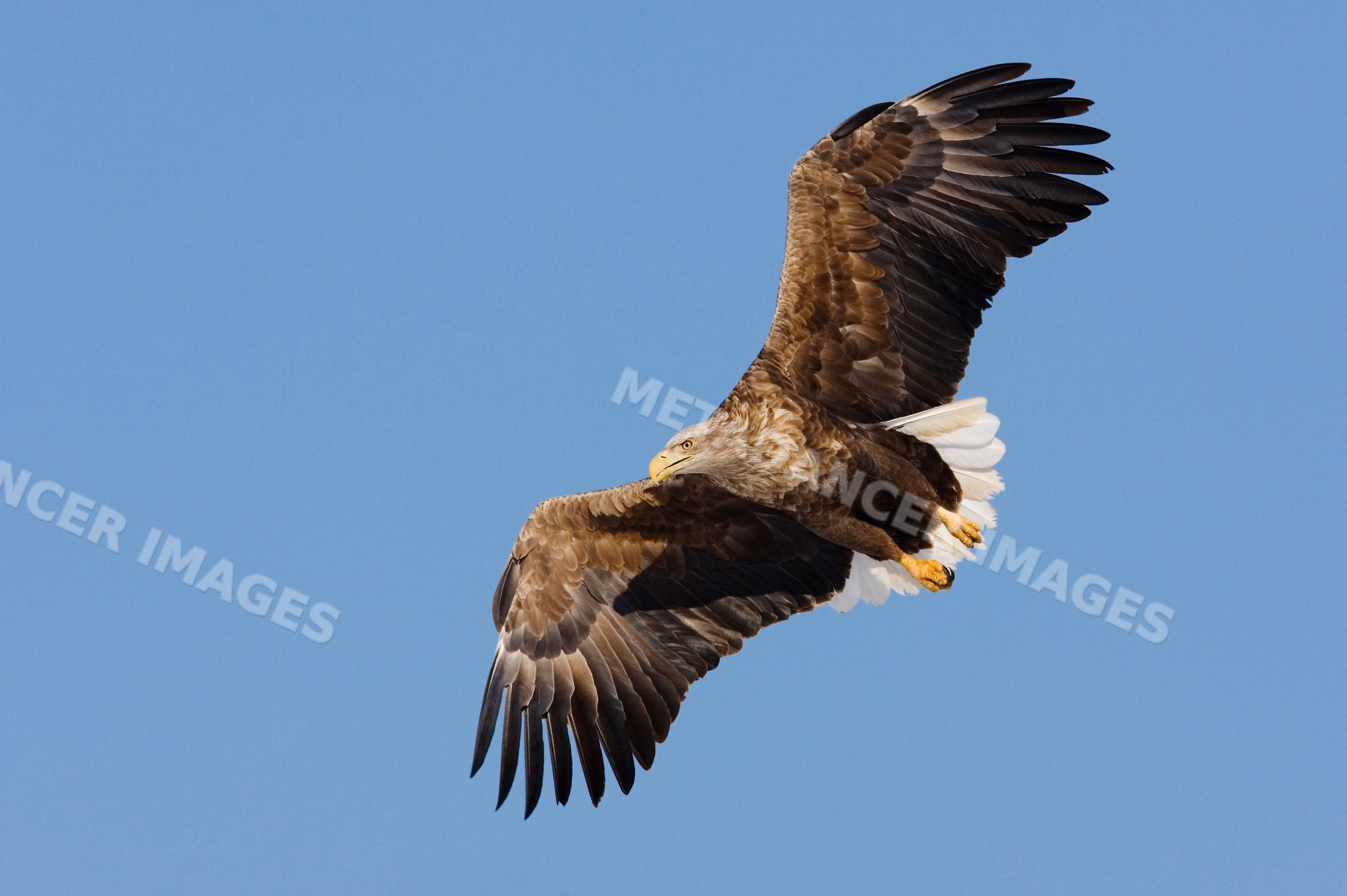 White tailed eagle soaring against clear sky
