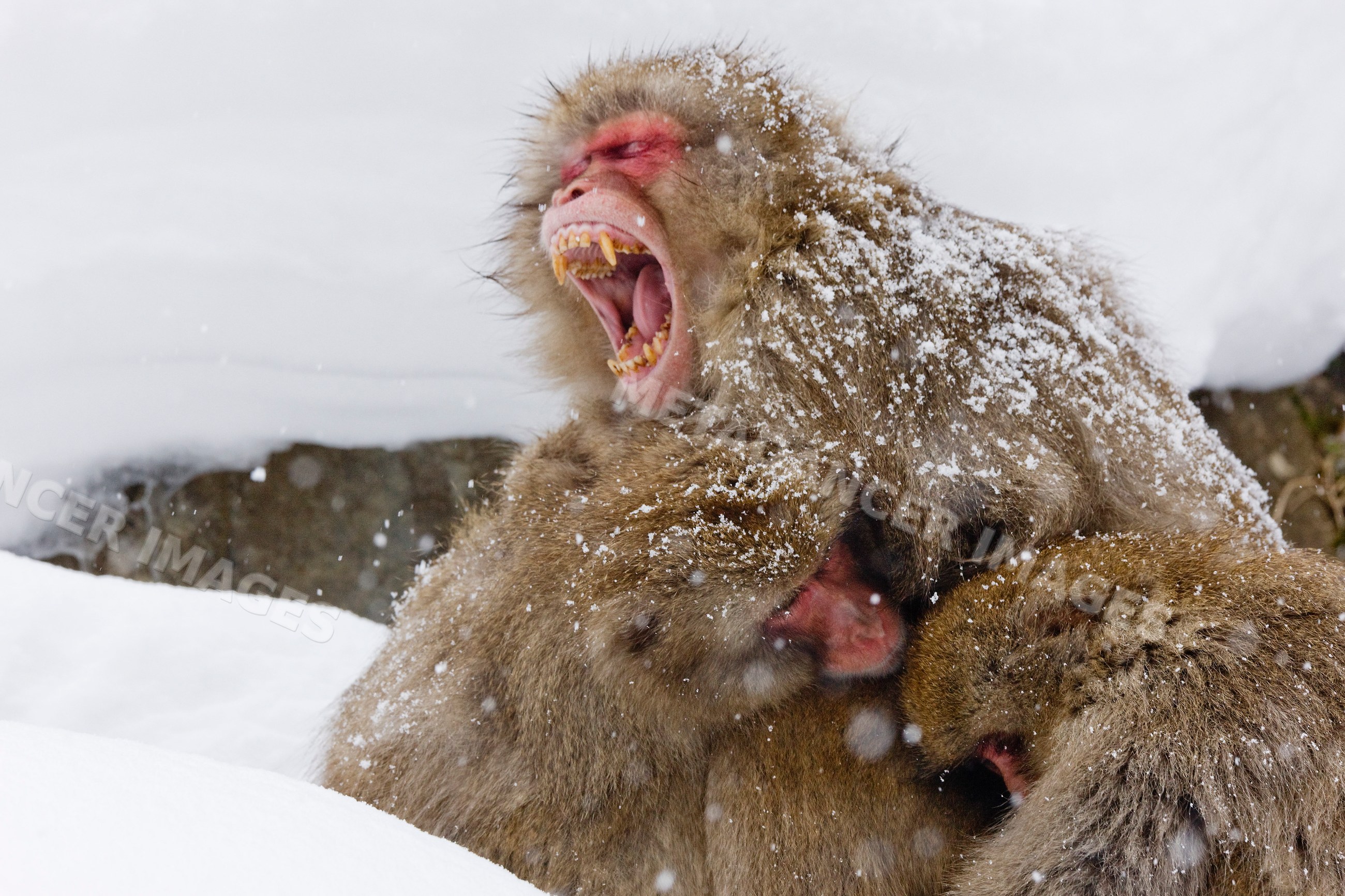 Japanese macaque yawning in snowy huddle