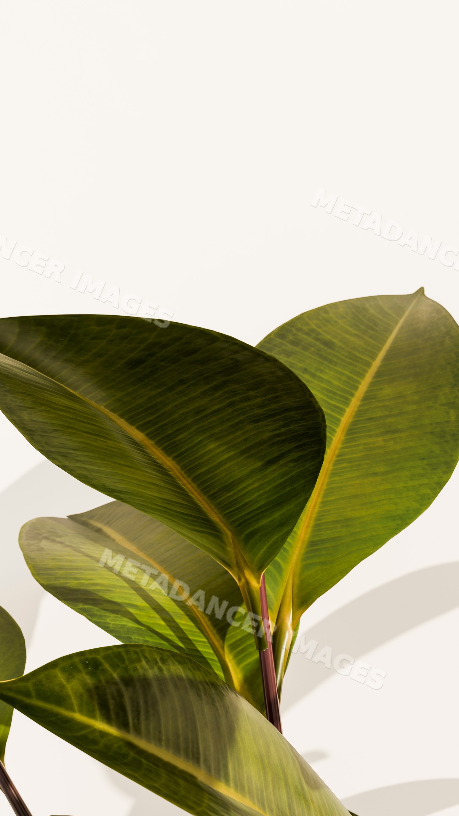 Rubber plant leaves close-up highlighting natural light and detailed