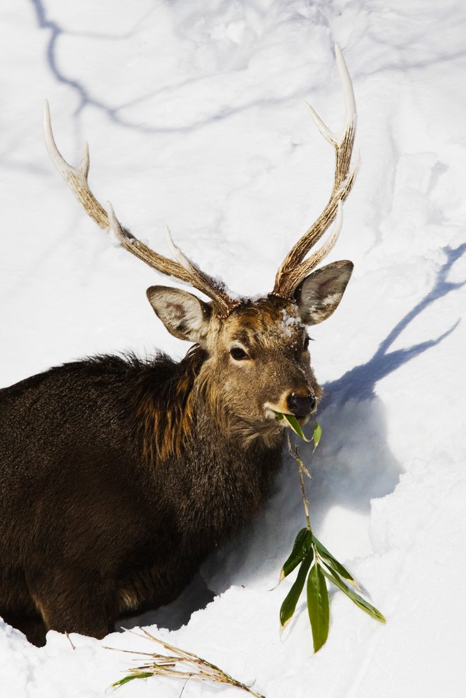 Sika deer eating leafy branch in snowy winter on hokkaido Japan