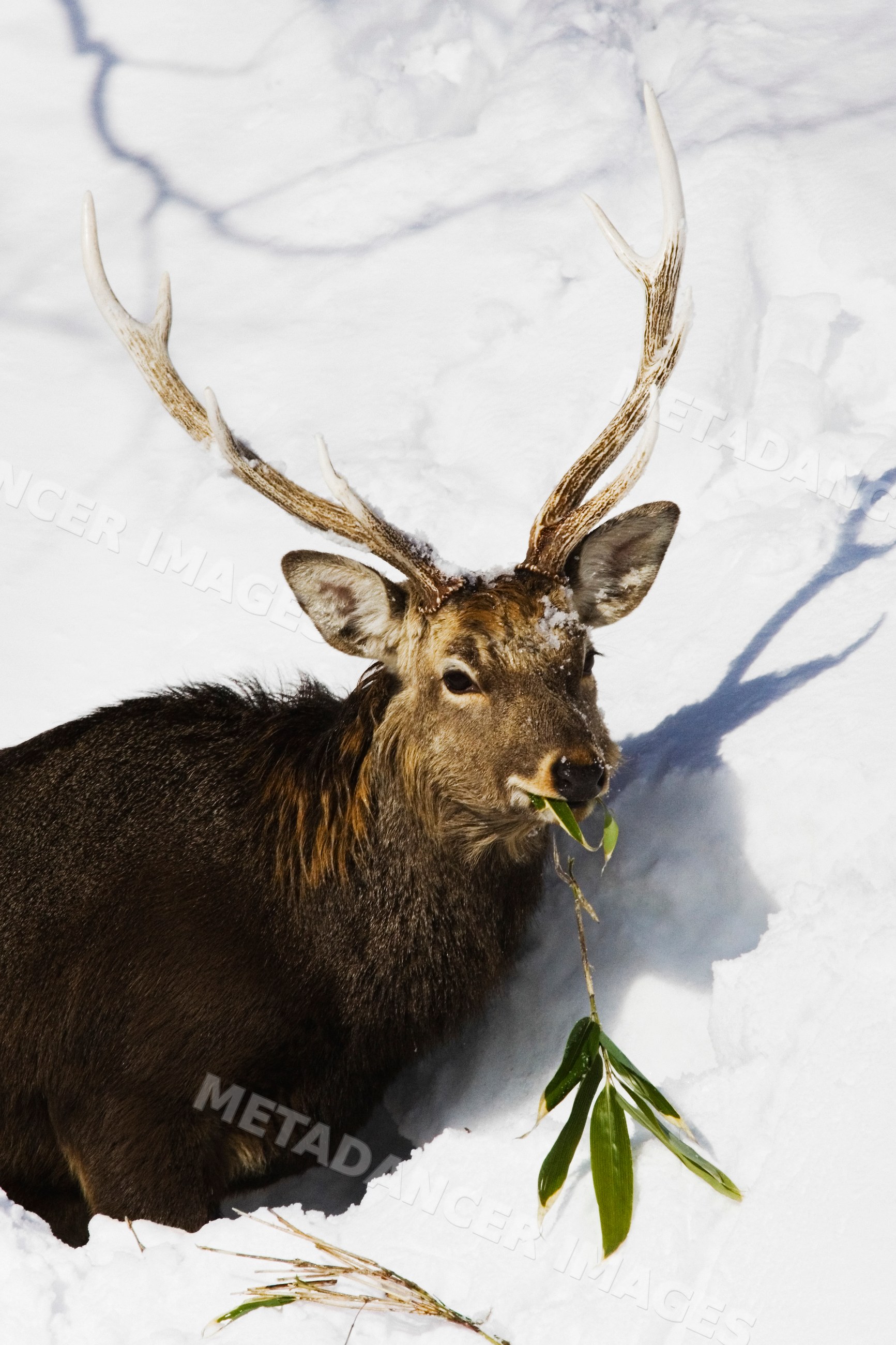 Sika deer eating leafy branch in snowy winter on hokkaido Japan
