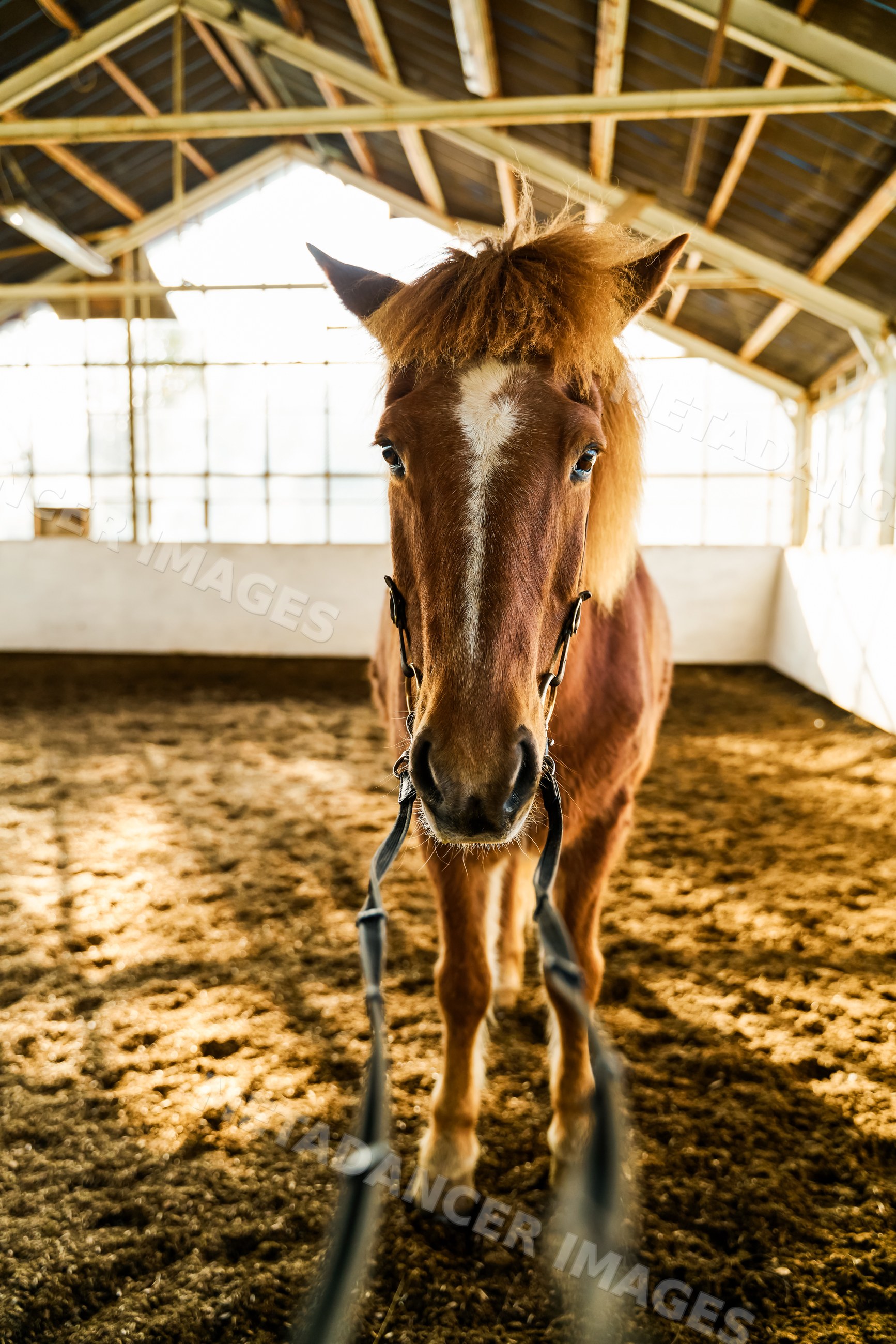A brown horse stands inside an equestrian training barn
