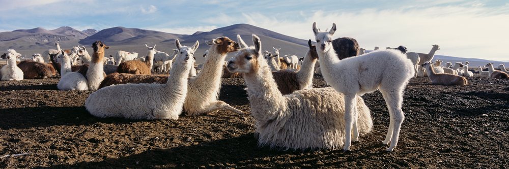 Alpacas on farm, peru with mountain background