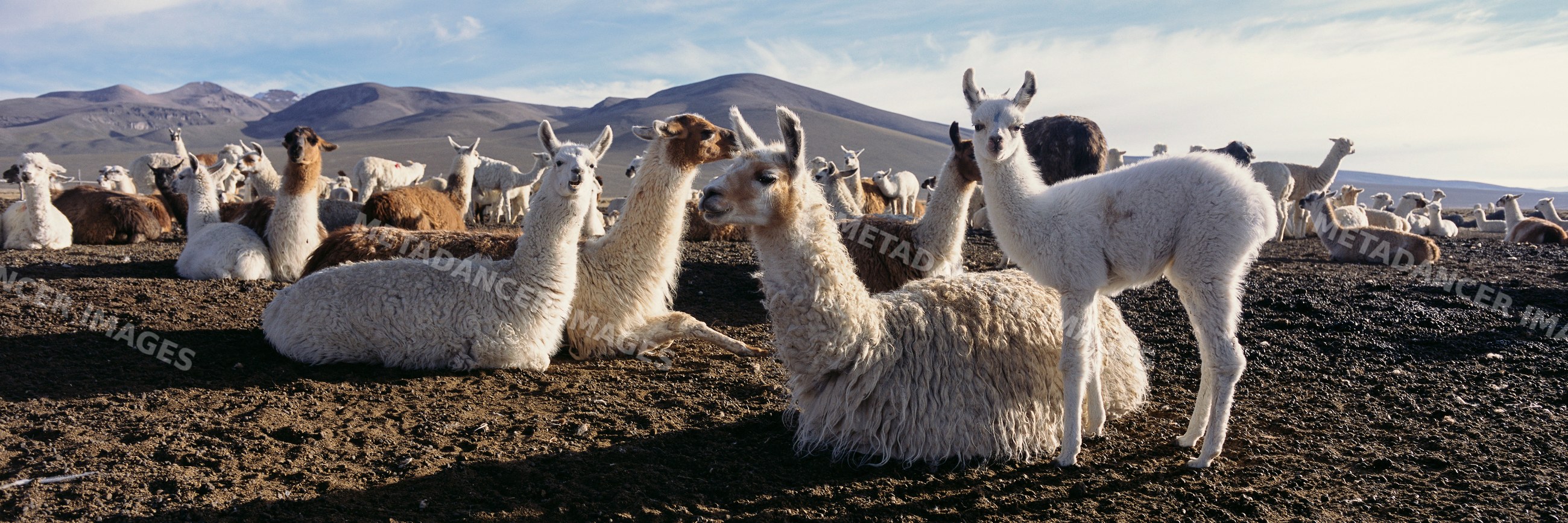 Alpacas on farm, peru with mountain background
