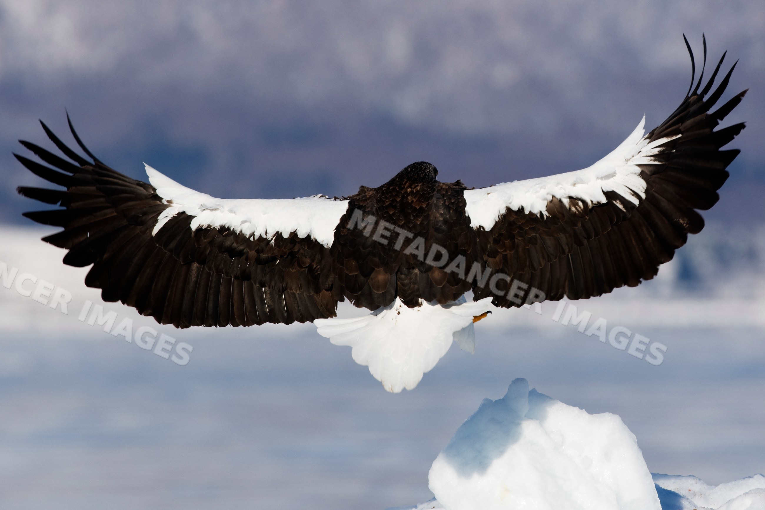 Steller's sea eagle landing on ice floe hokkaido