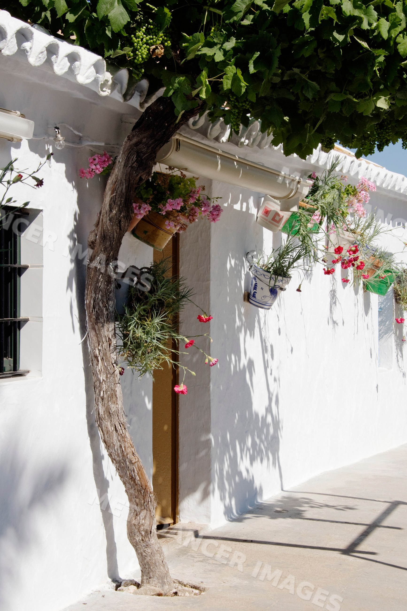Tree with grapevine and flower pots on a white house exterior