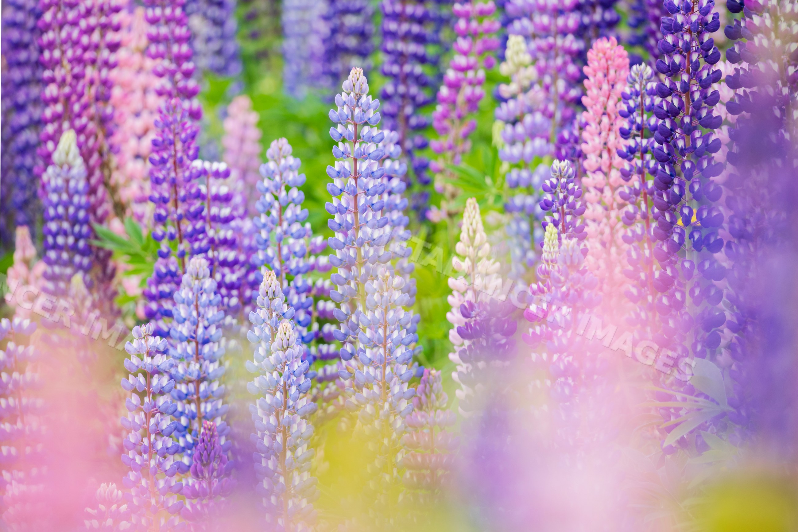 Lupines blooming in colorful field in summerford