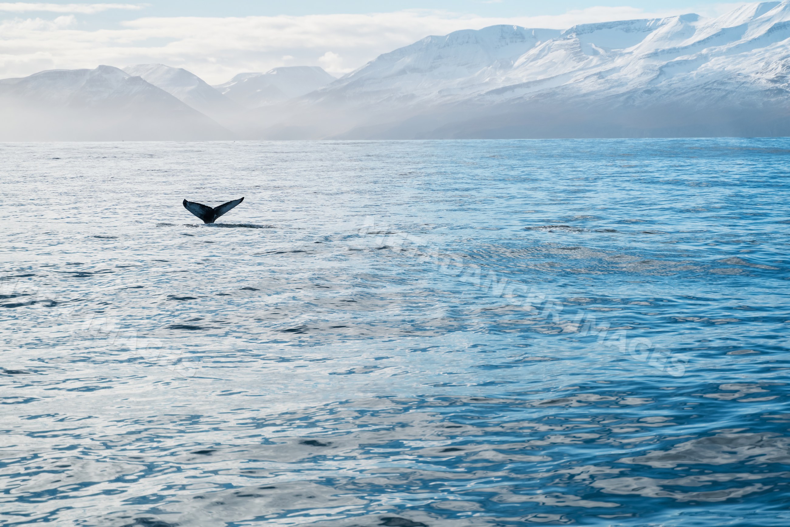 A whale dives showing its tail
