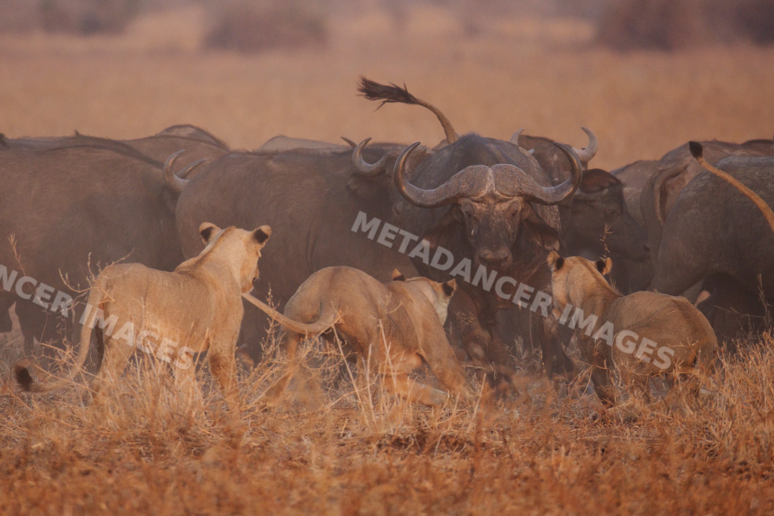 Lions Hunting Cape Buffalo herd in Zambia grasslands