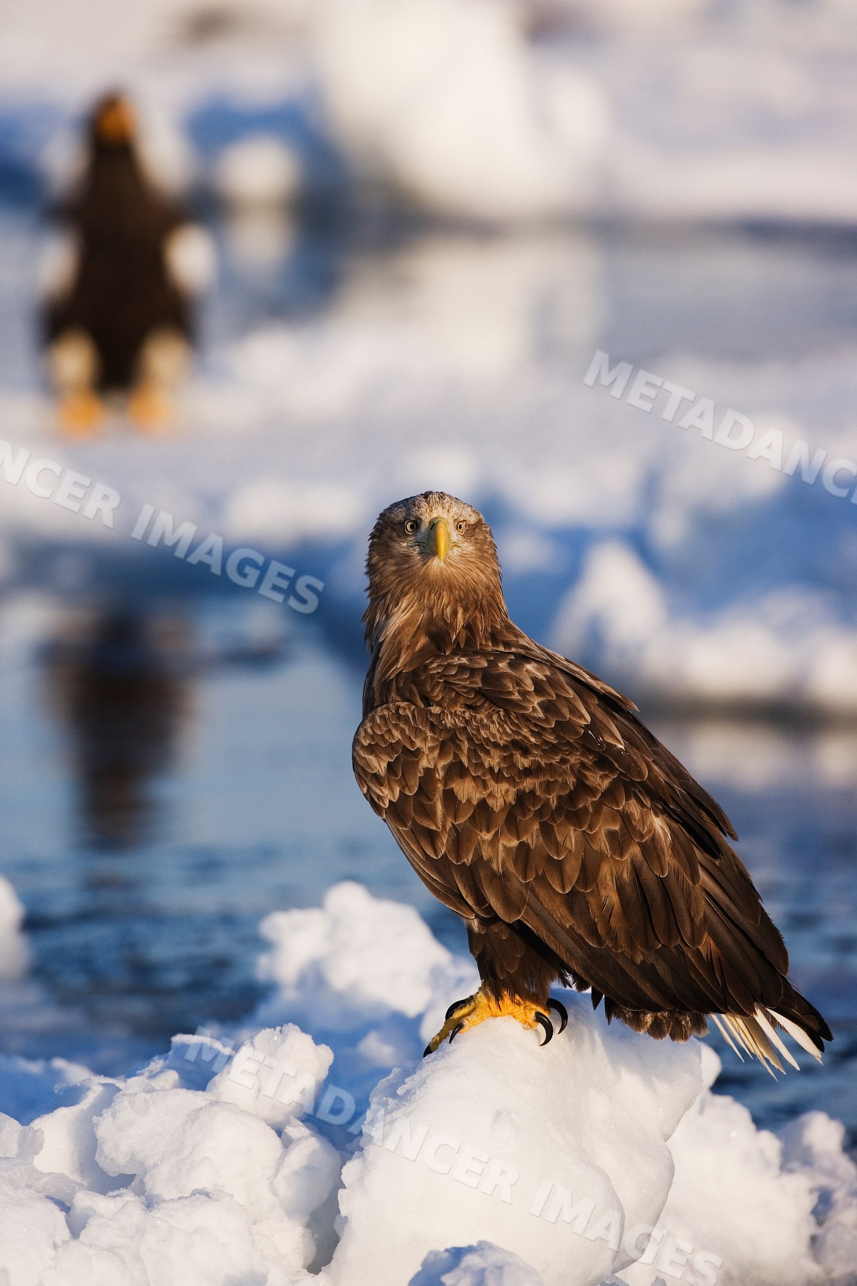 White-tailed eagle perched on snow, hokkaido, Japan
