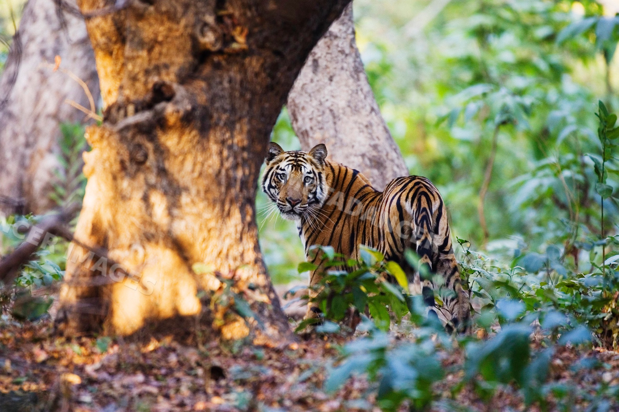 Tiger standing in forest surrounded by trees and greenery