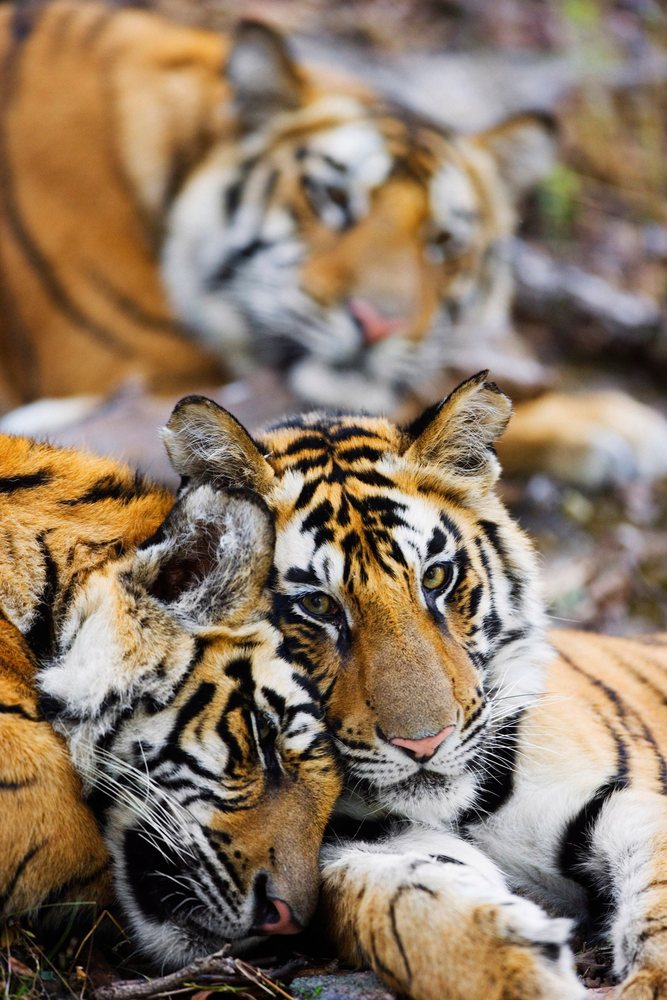 Two tigers resting closely in natural forest habitat