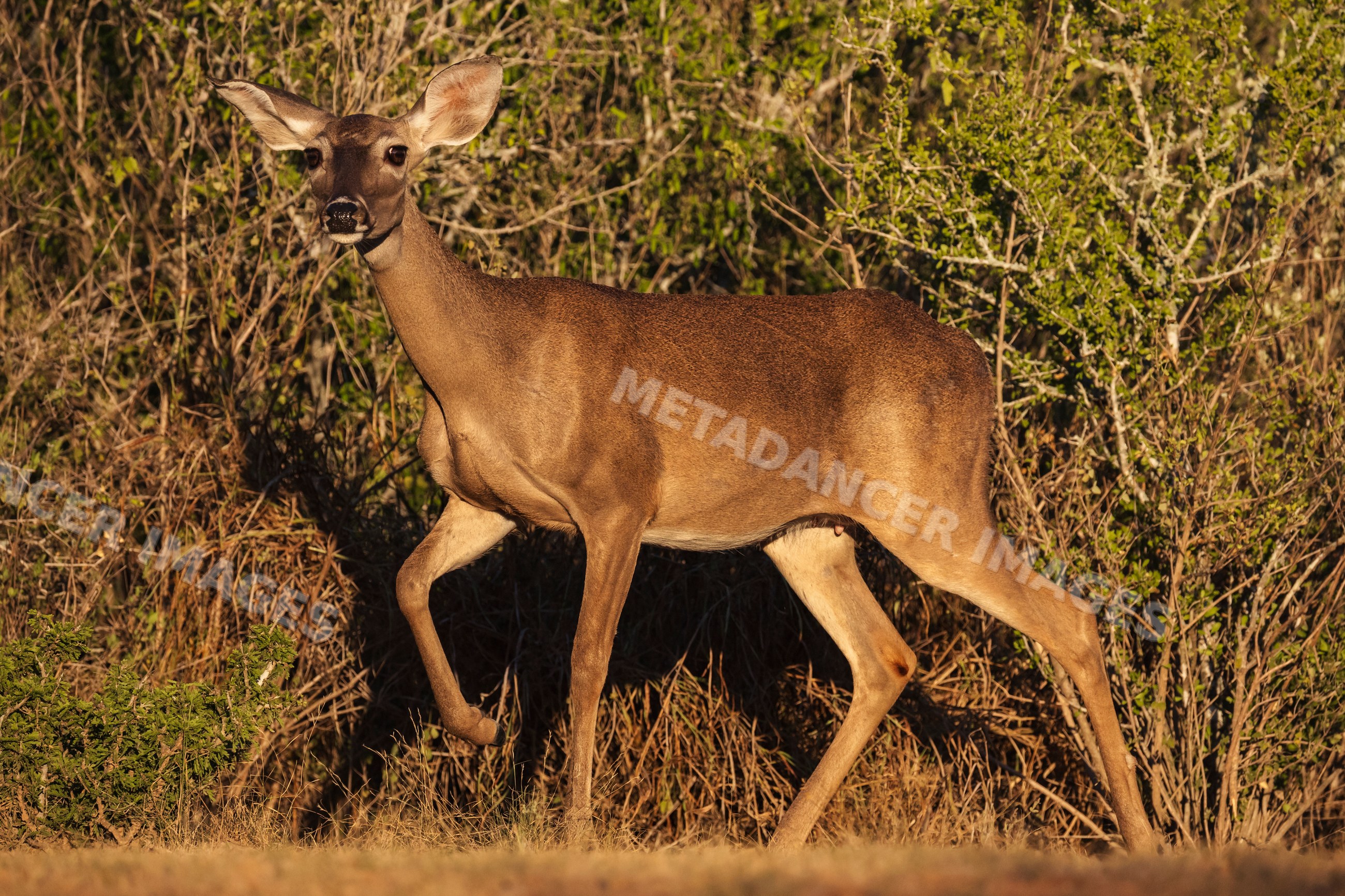 White-Tail Doe walking in natural habitat at Texas Ranch