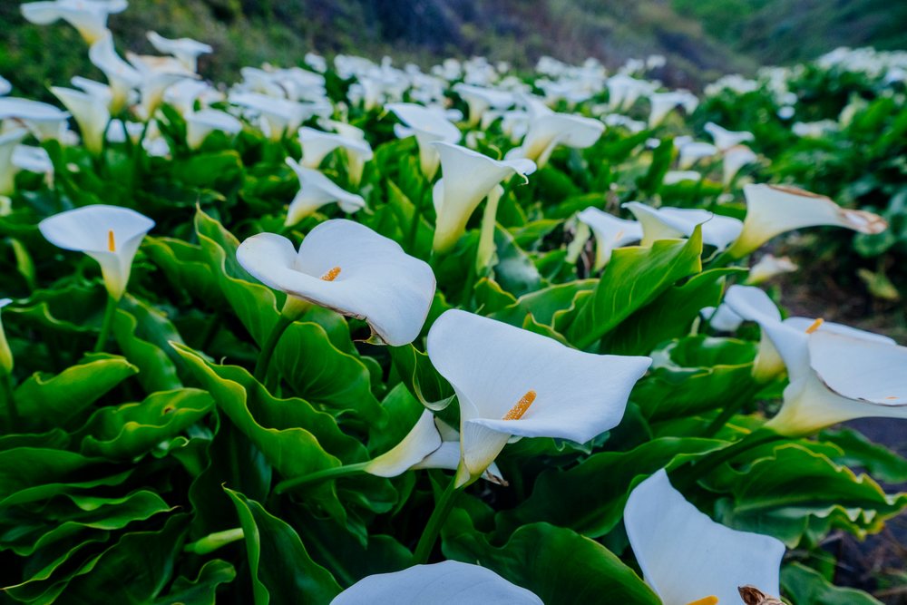 Field of white calla lilies blooming California
