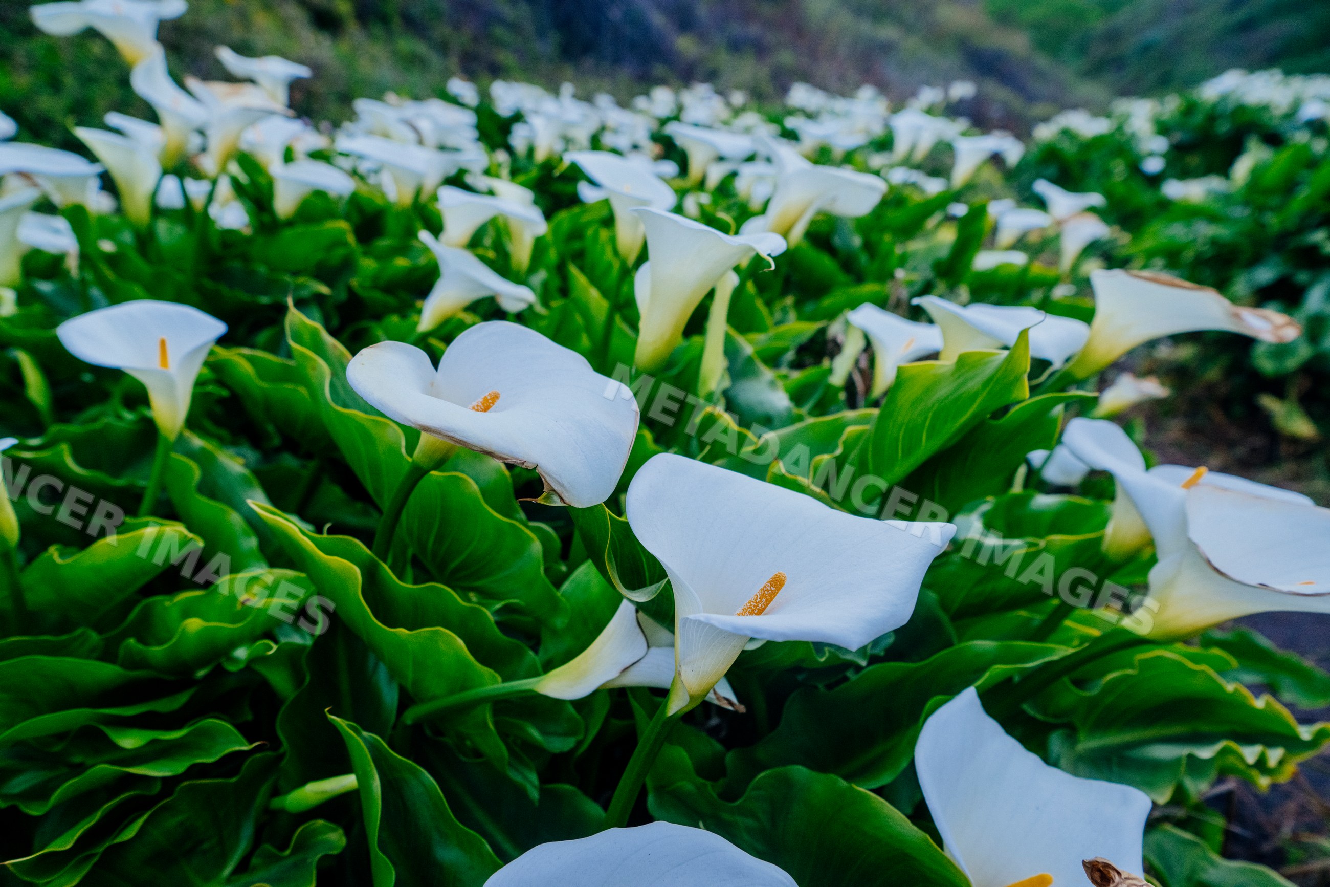 Field of white calla lilies blooming California