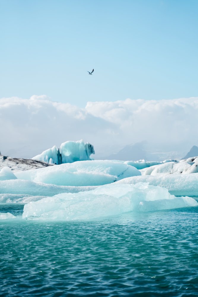 Icebergs float on icy water with bird flying above