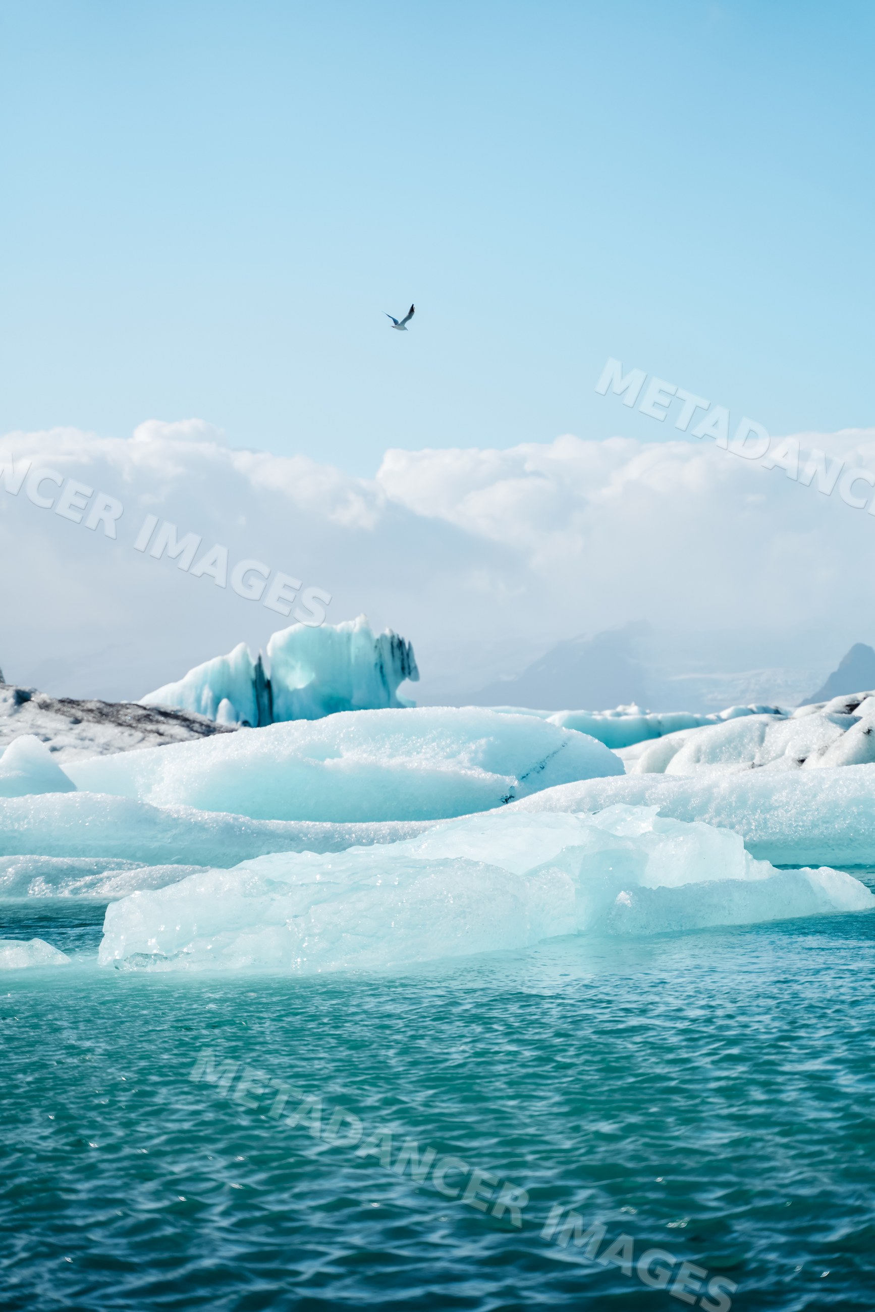 Icebergs float on icy water with bird flying above