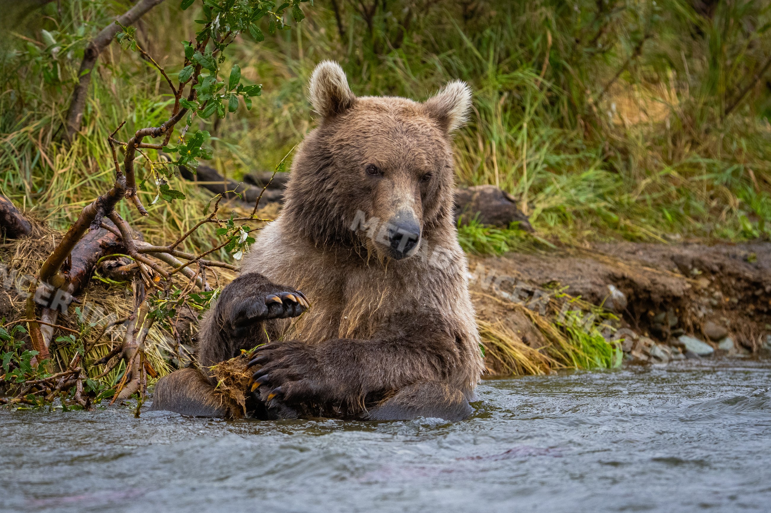 Alaskan Brown bear sitting in river at Katmai National Park Alaska