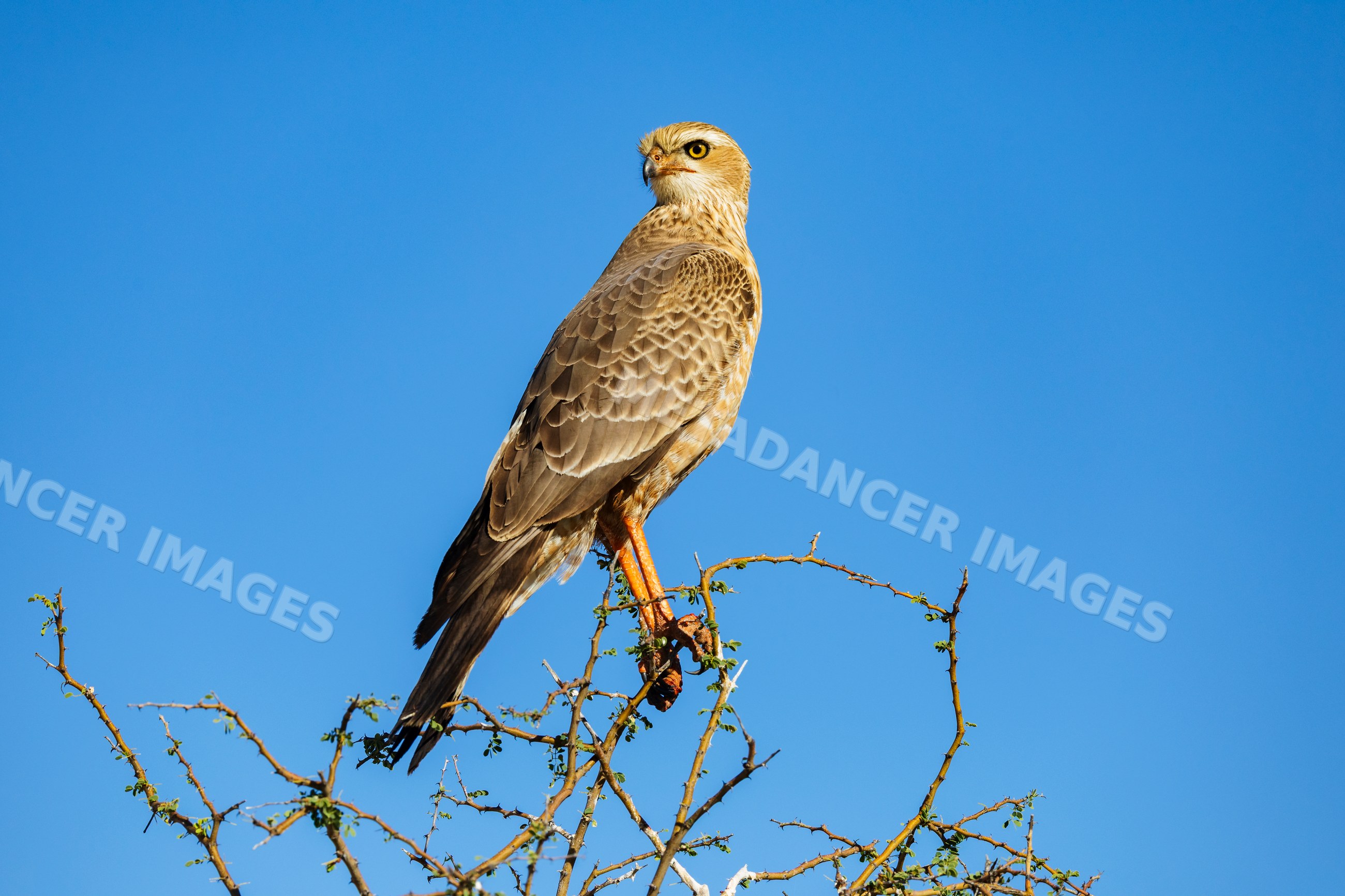 Juvenile Pale Chanting Goshawk perched on thorn bush in a park
