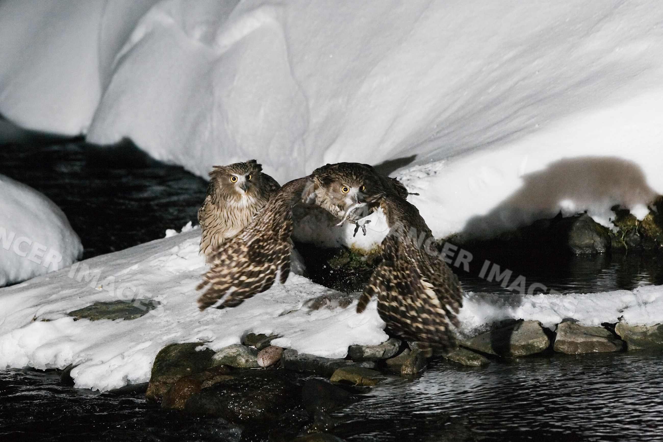 Blakiston's fish owls by snowy riverbank at night Japan