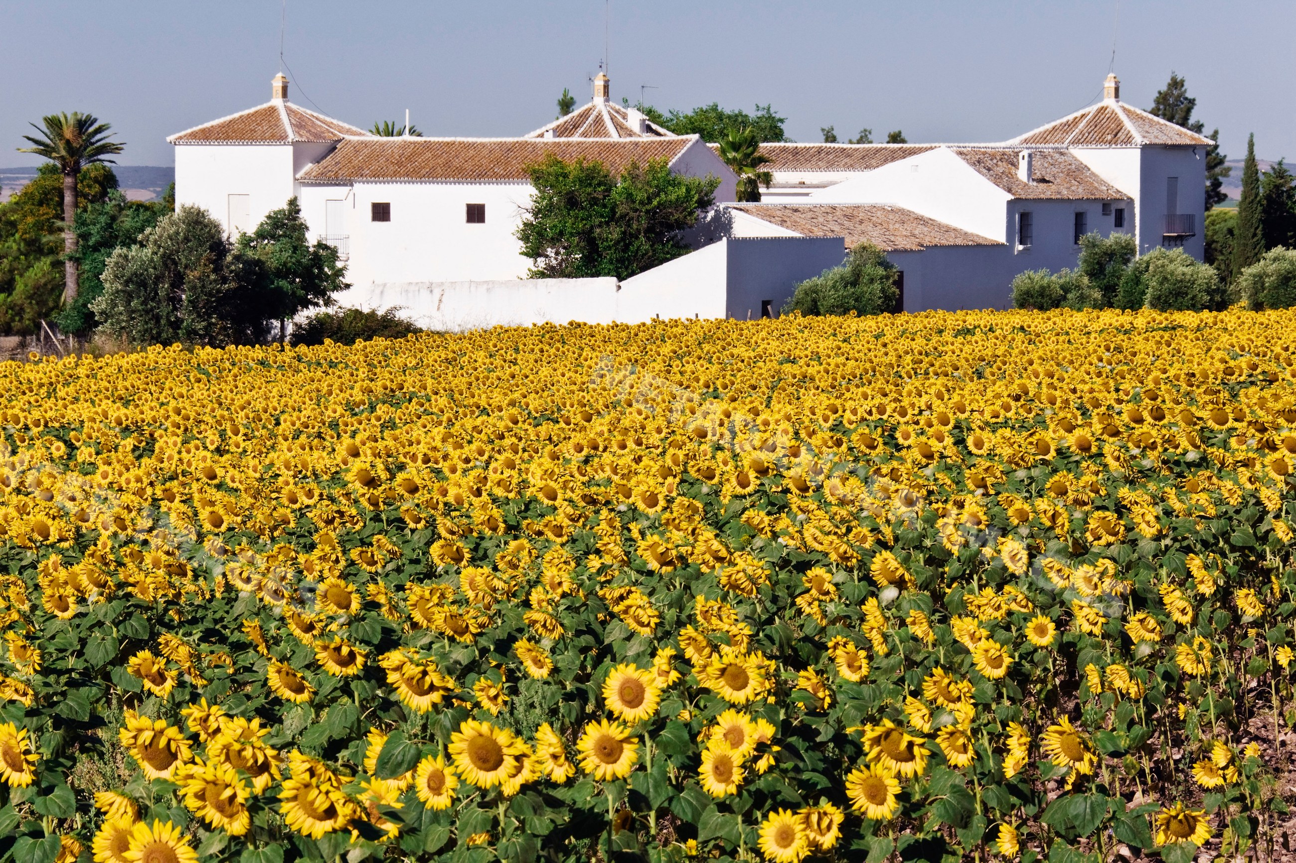Field of sunflowers with white farmhouse Spain