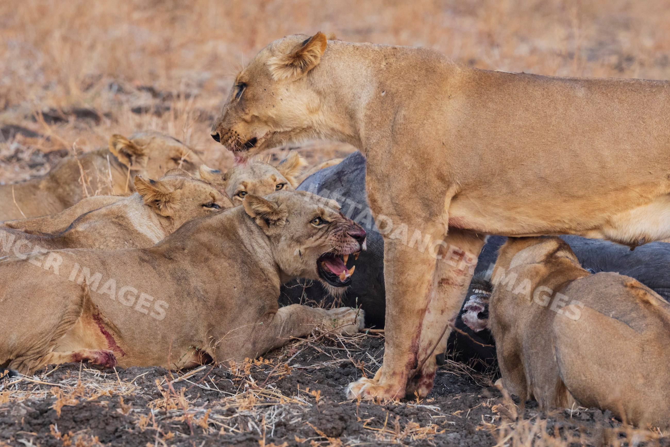 Lionesses feeding on cape buffalo carcass in a park