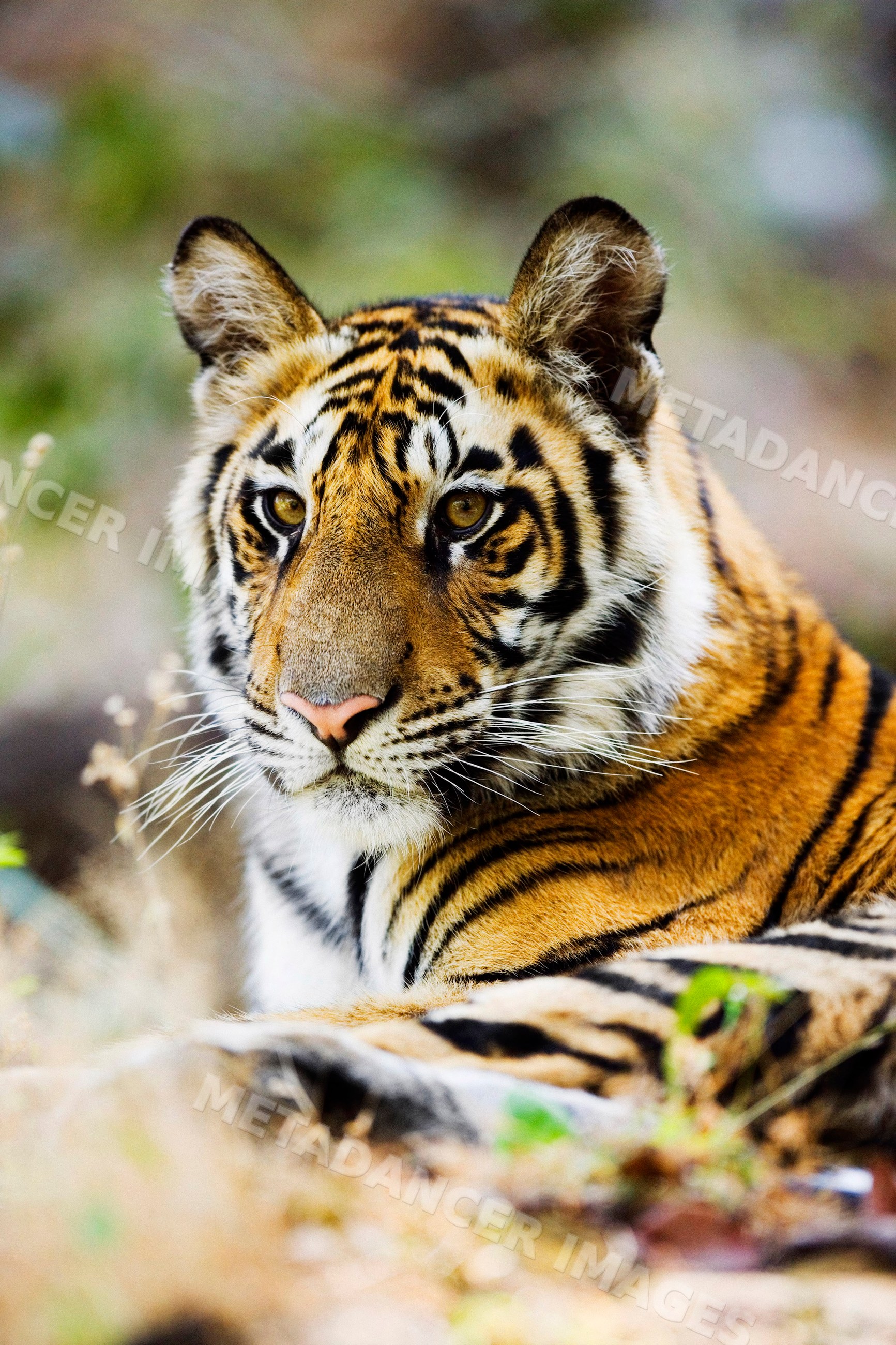 Tiger resting in natural environment