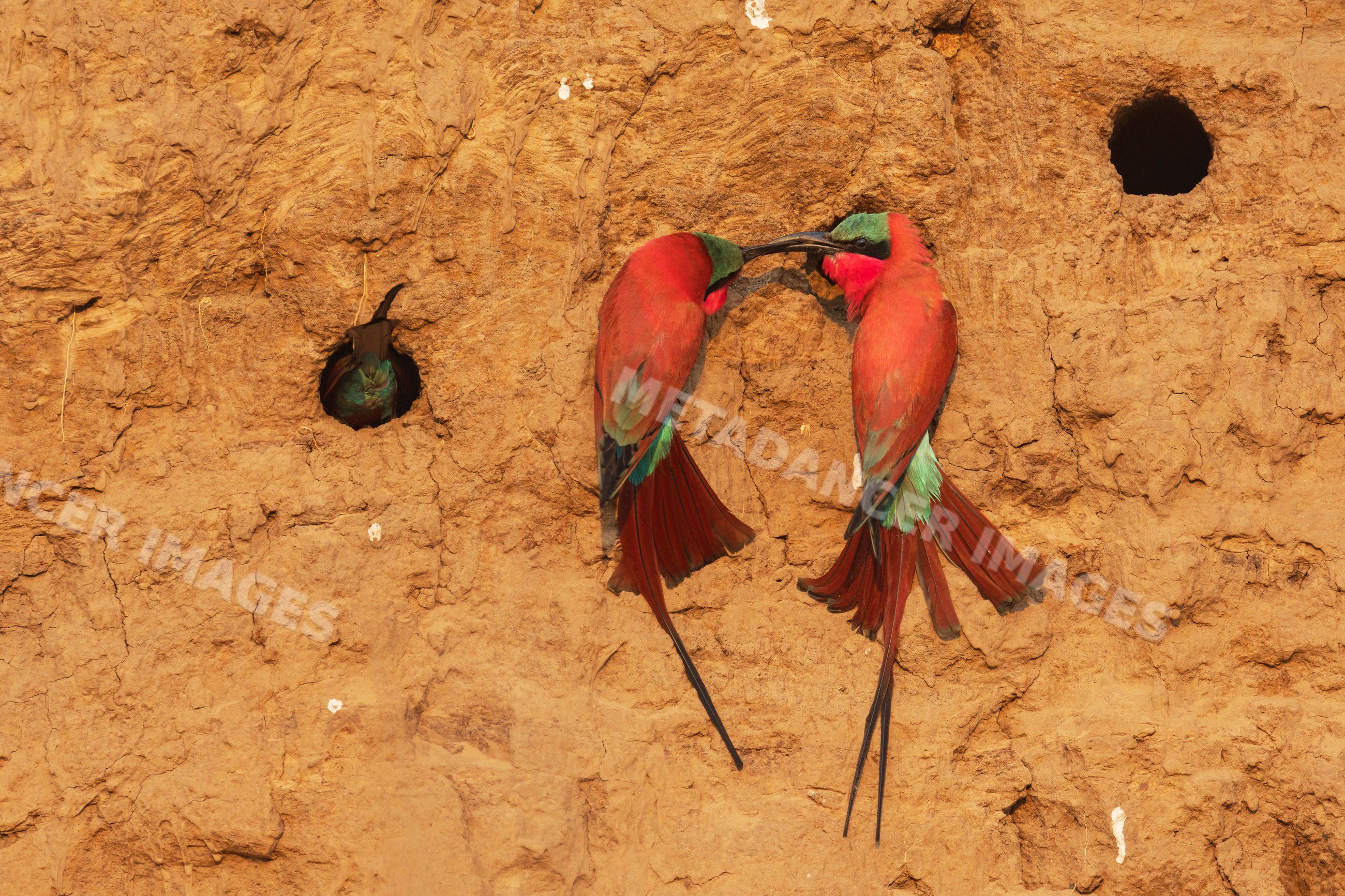Carmine bee-eaters feeding each other at nesting site in Zambia