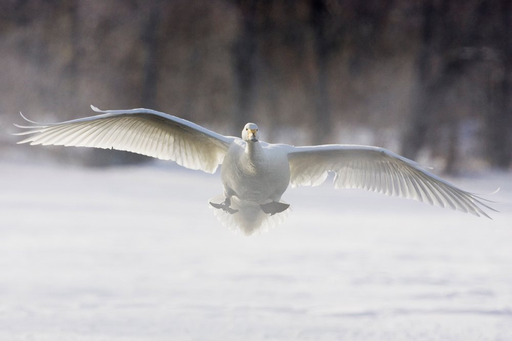 Whooper swan flying over snowy lake, japan