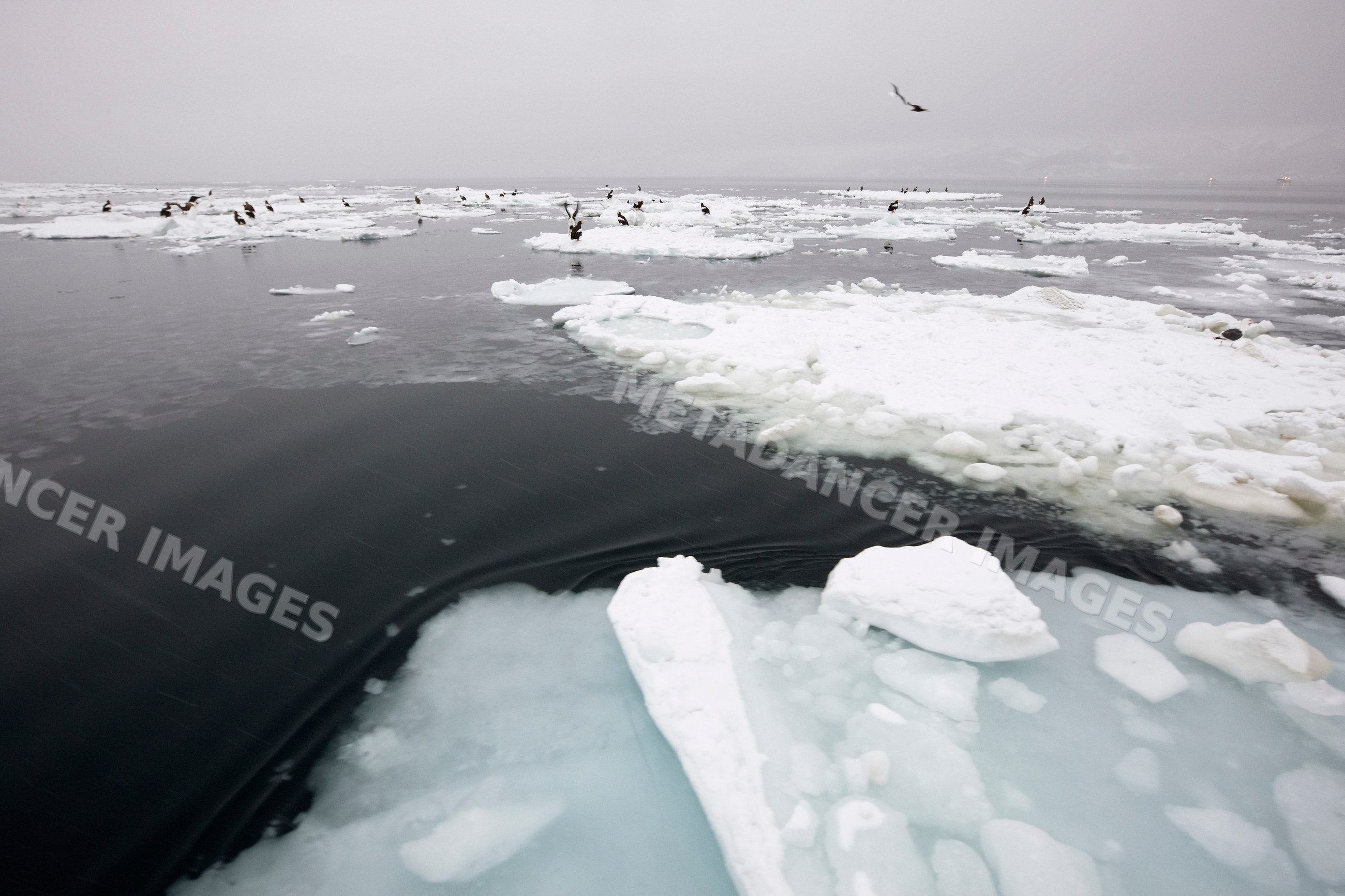 Steller's sea eagles on ice floes, hokkaido