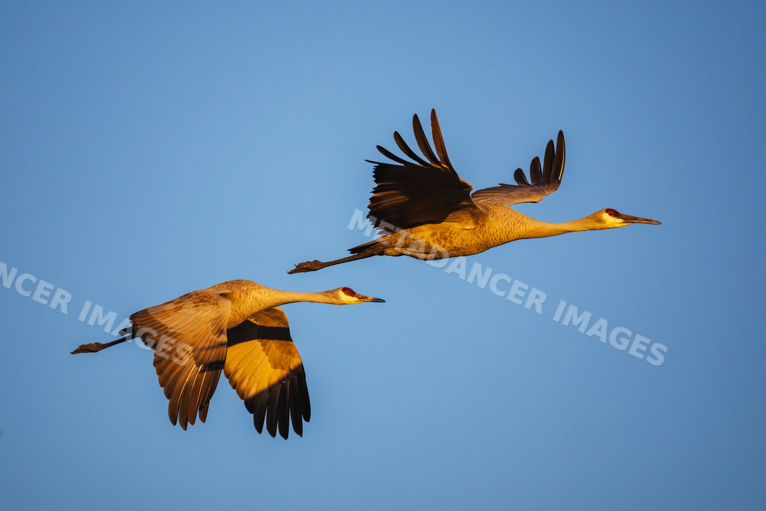 Sandhill Cranes flying in Golden Light over New Mexico waterfowl