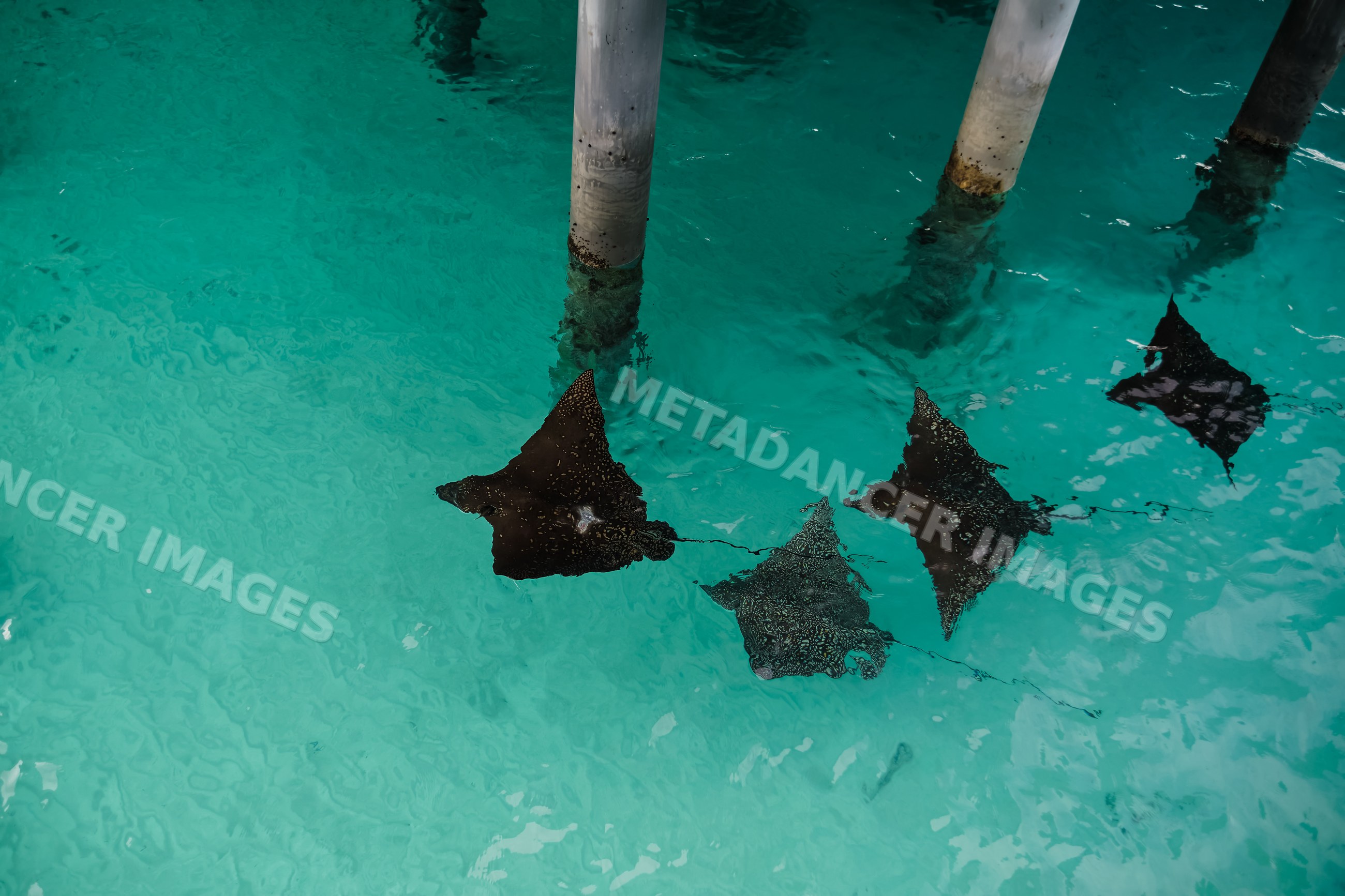 A group of spotted eagle rays swim together in clear water