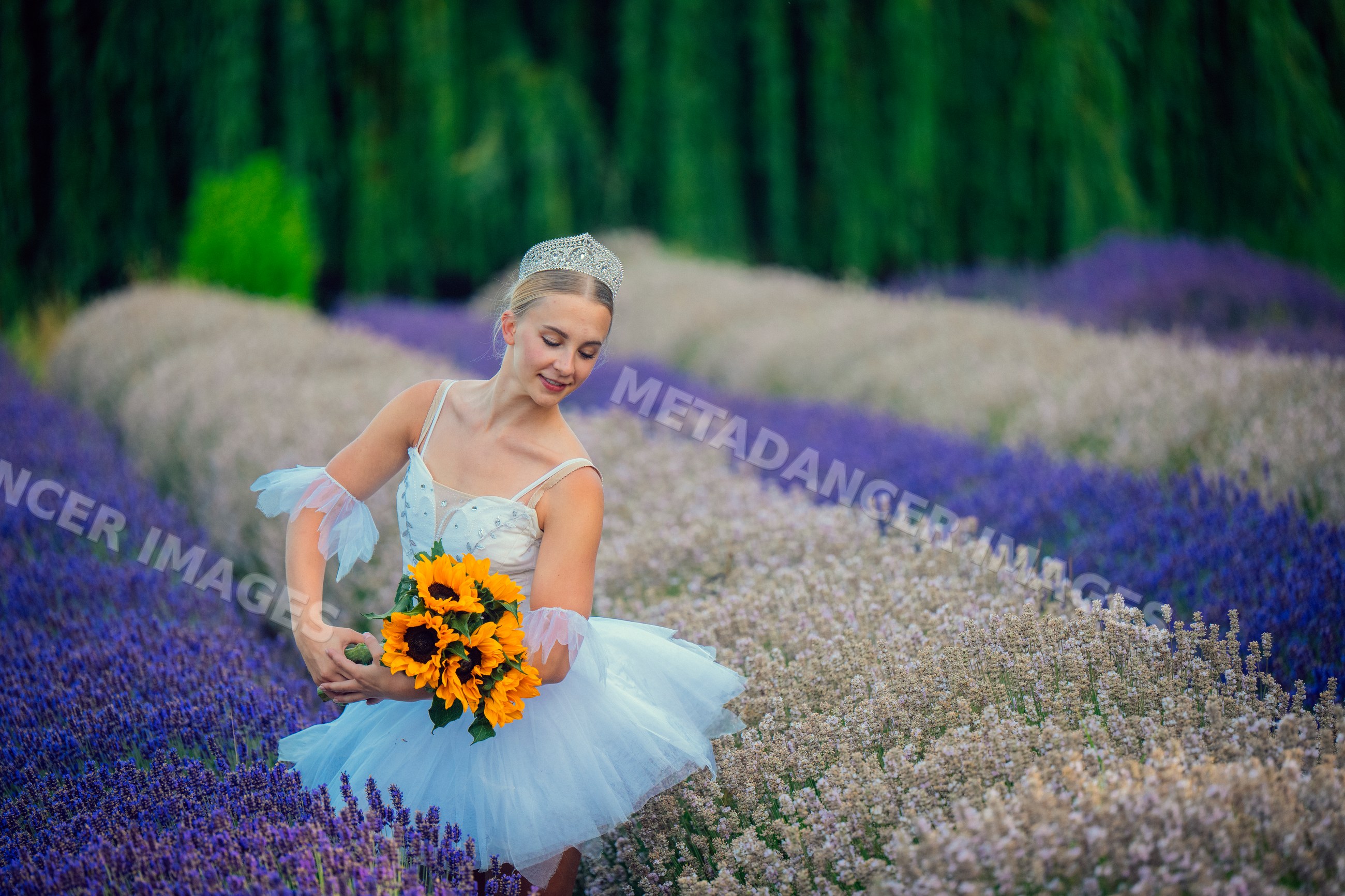 A ballerina holds sunflowers gracefully in a lavender field in WA, USA