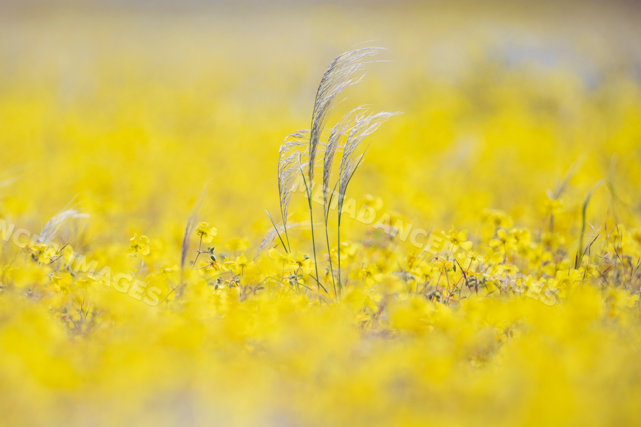 Bushman Grass standing in field of yellow flowers in kunene region