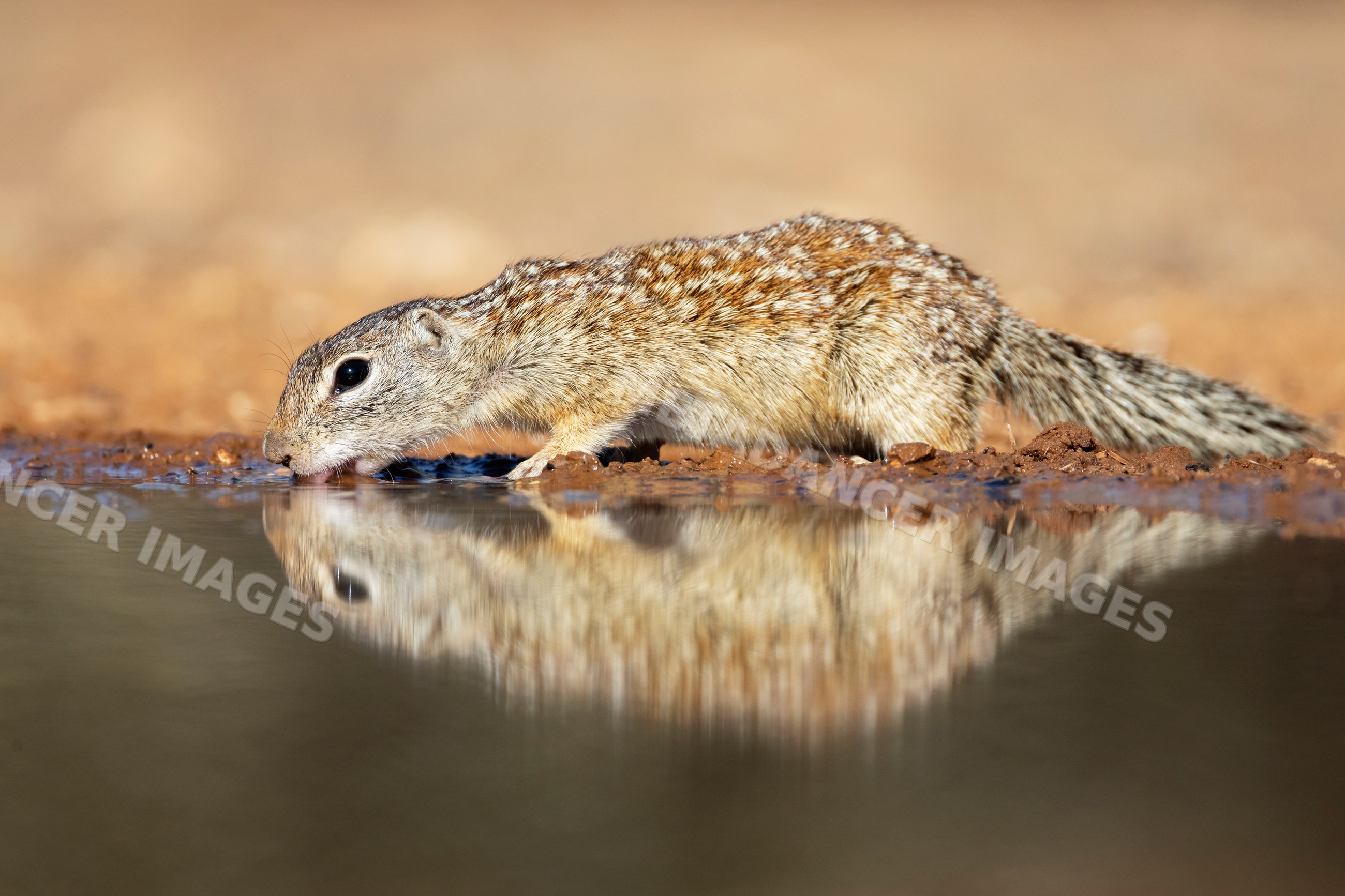 Mexican ground squirrel drinking water at waterhole in santa clara