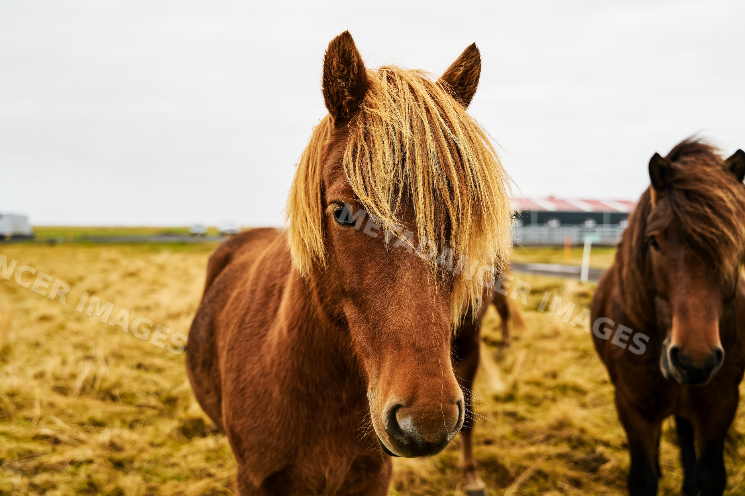 A brown horse with a blonde mane standing in a grassy field