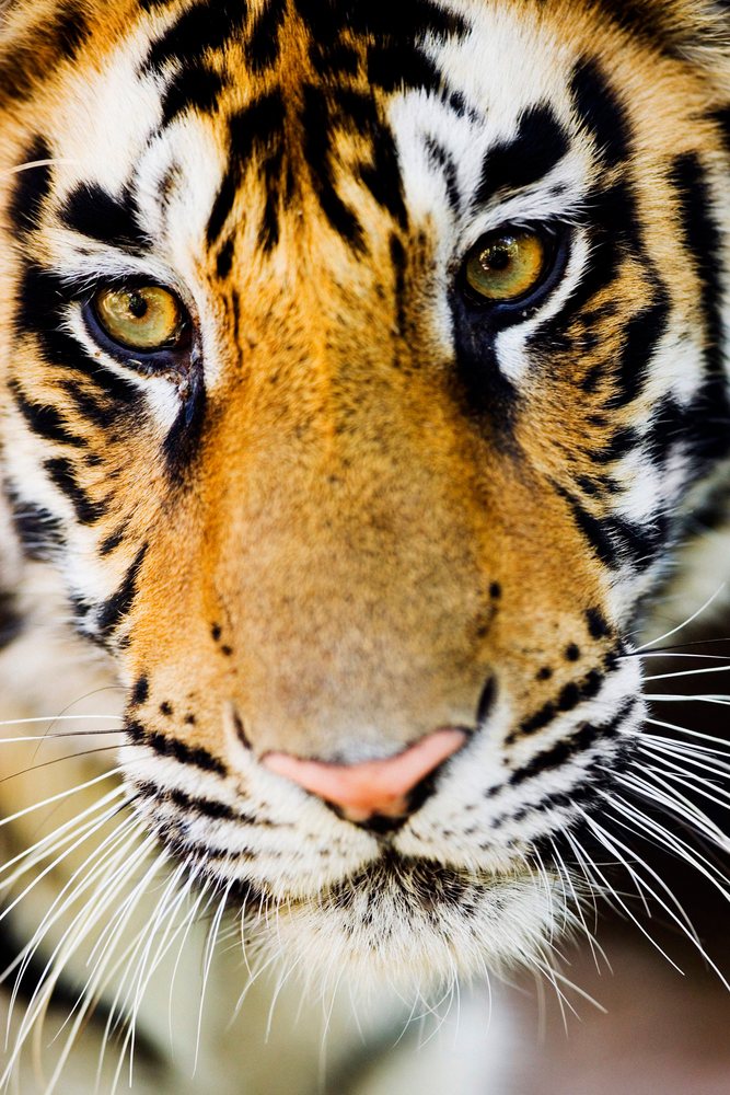 Close-up of tiger face showing eyes and whiskers