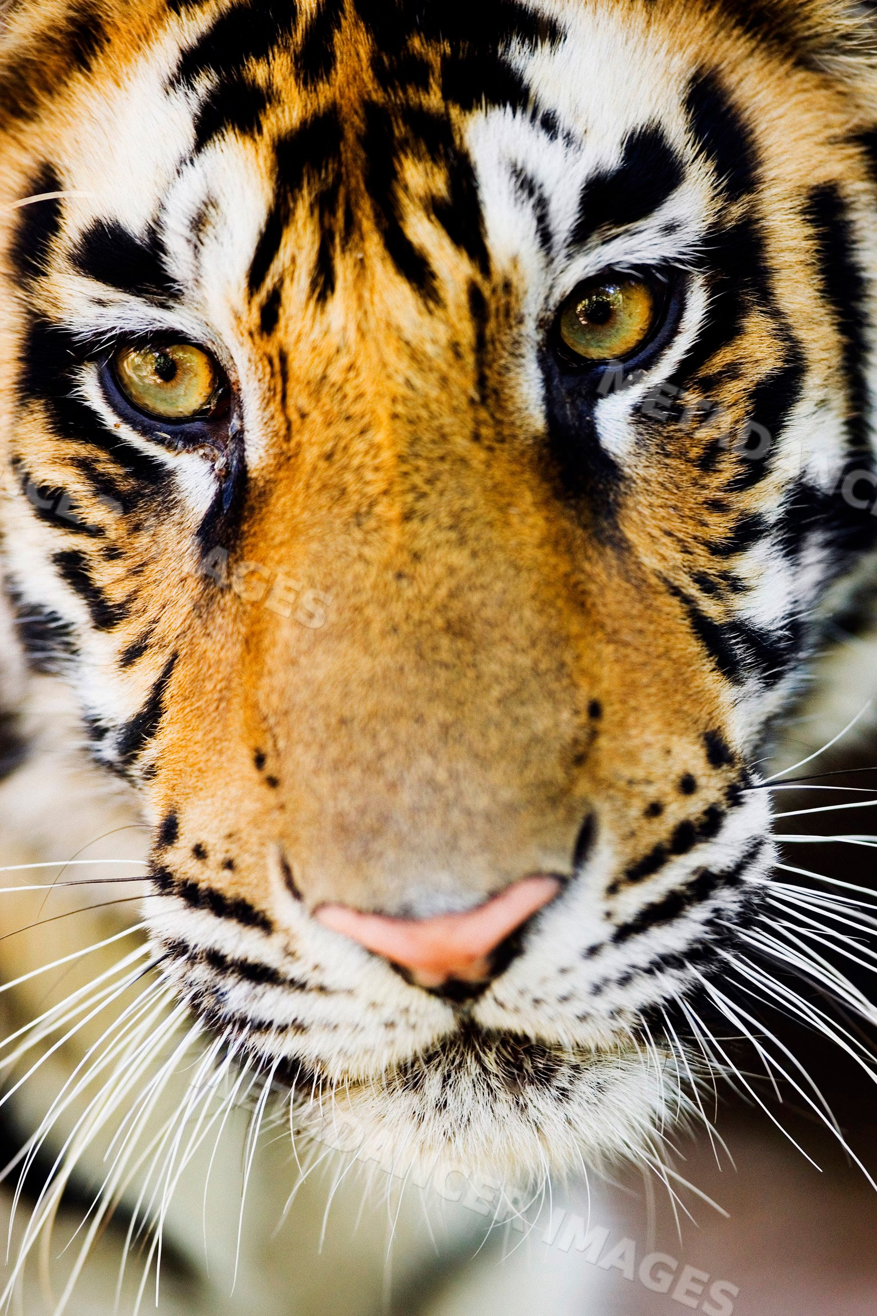 Close-up of tiger face showing eyes and whiskers