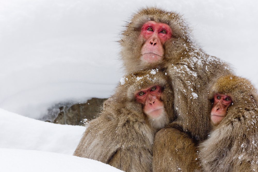 Japanese macaques huddling in snowy nagano, japan