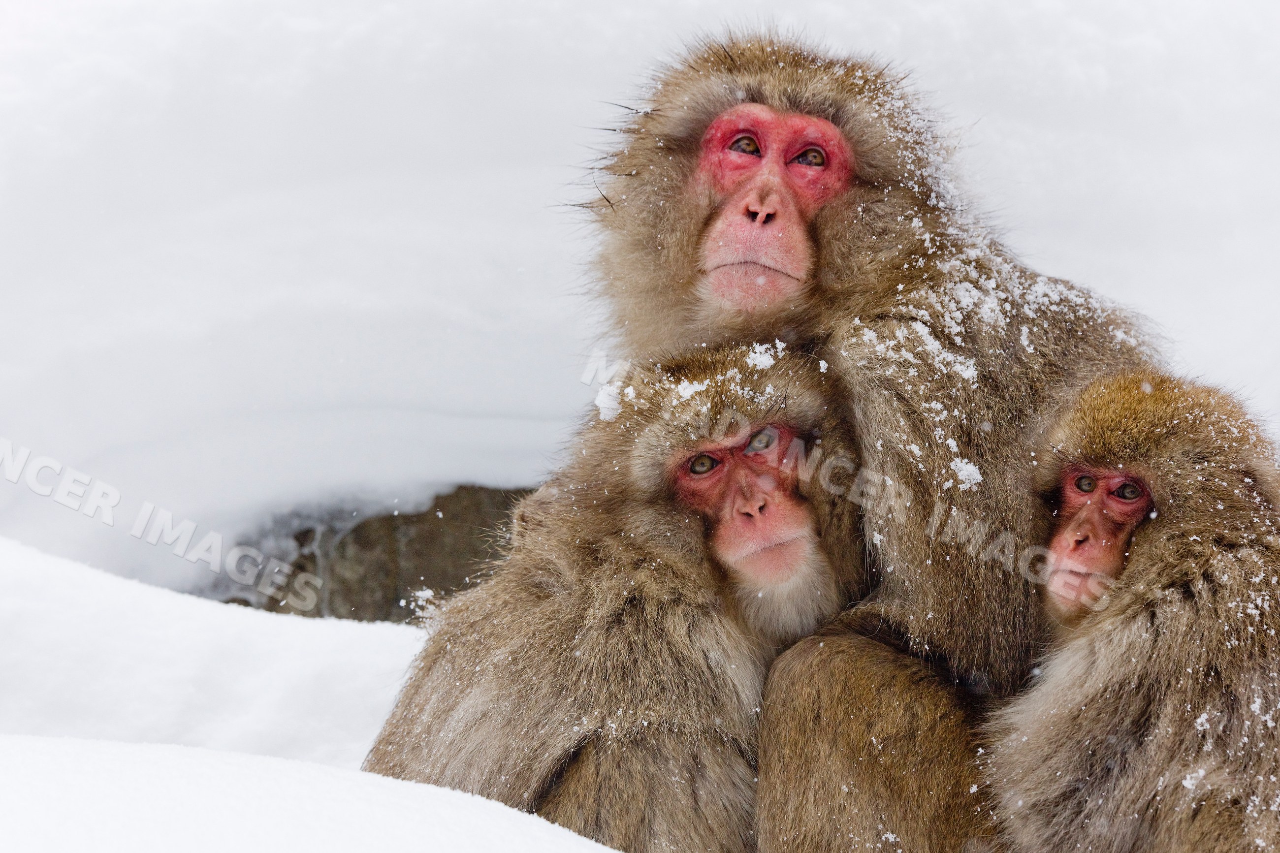 Japanese macaques huddling in snowy nagano, japan