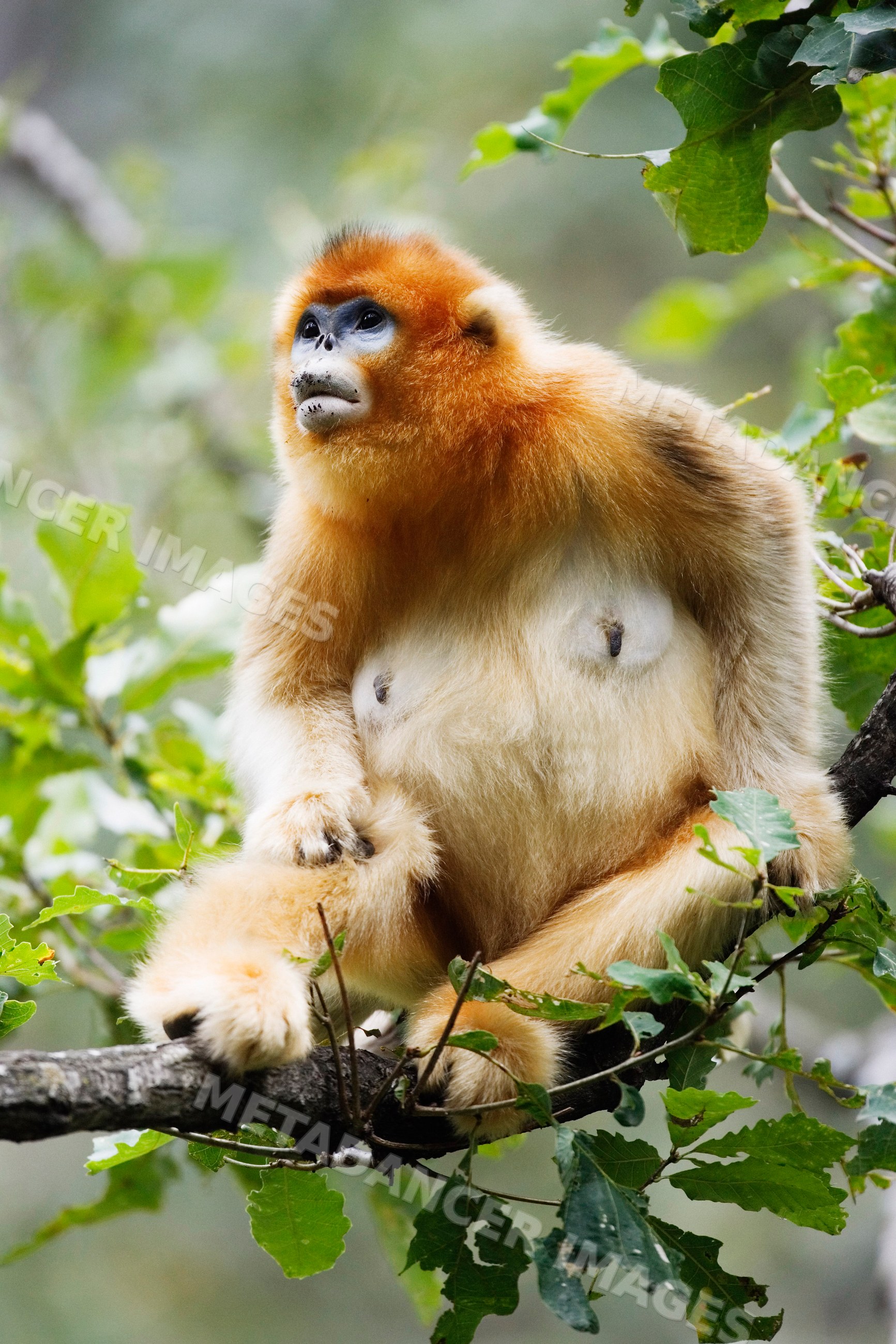 Golden monkey perched on tree branch china