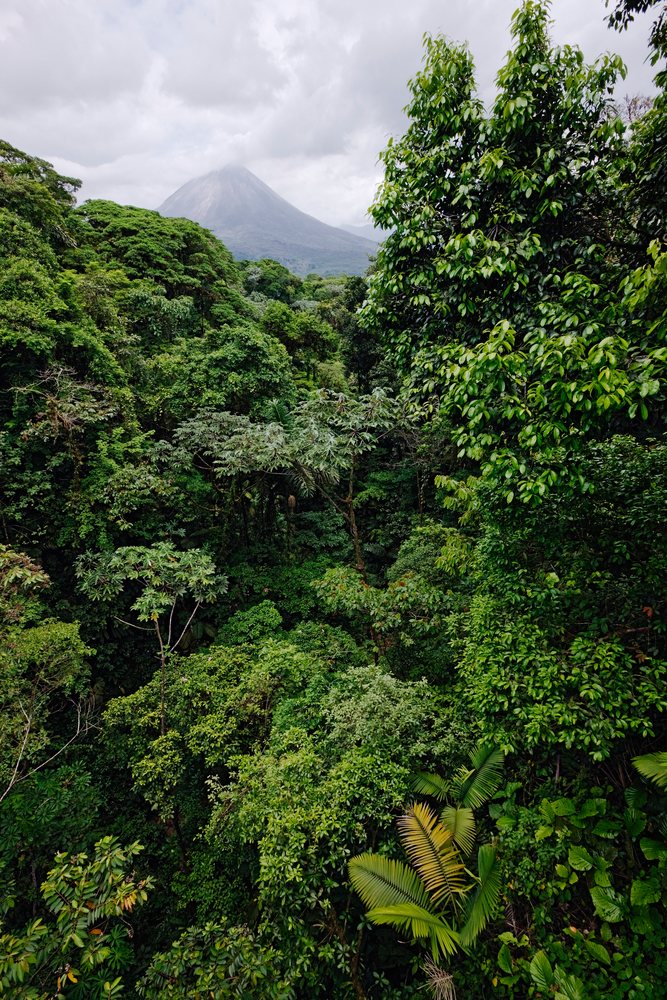 Arenal volcano rising above lush tropical rainforest with dense tree