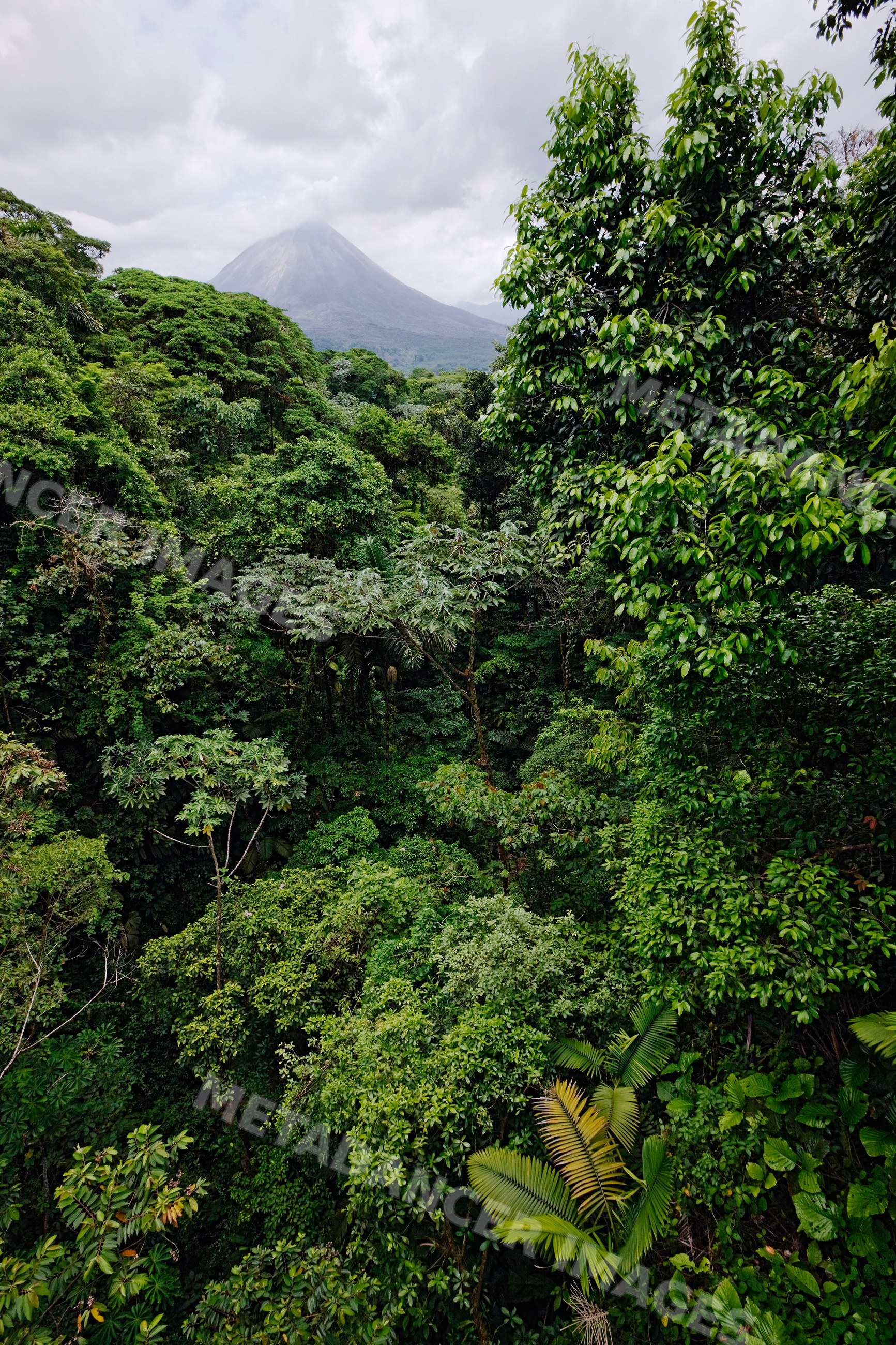 Arenal volcano rising above lush tropical rainforest with dense tree