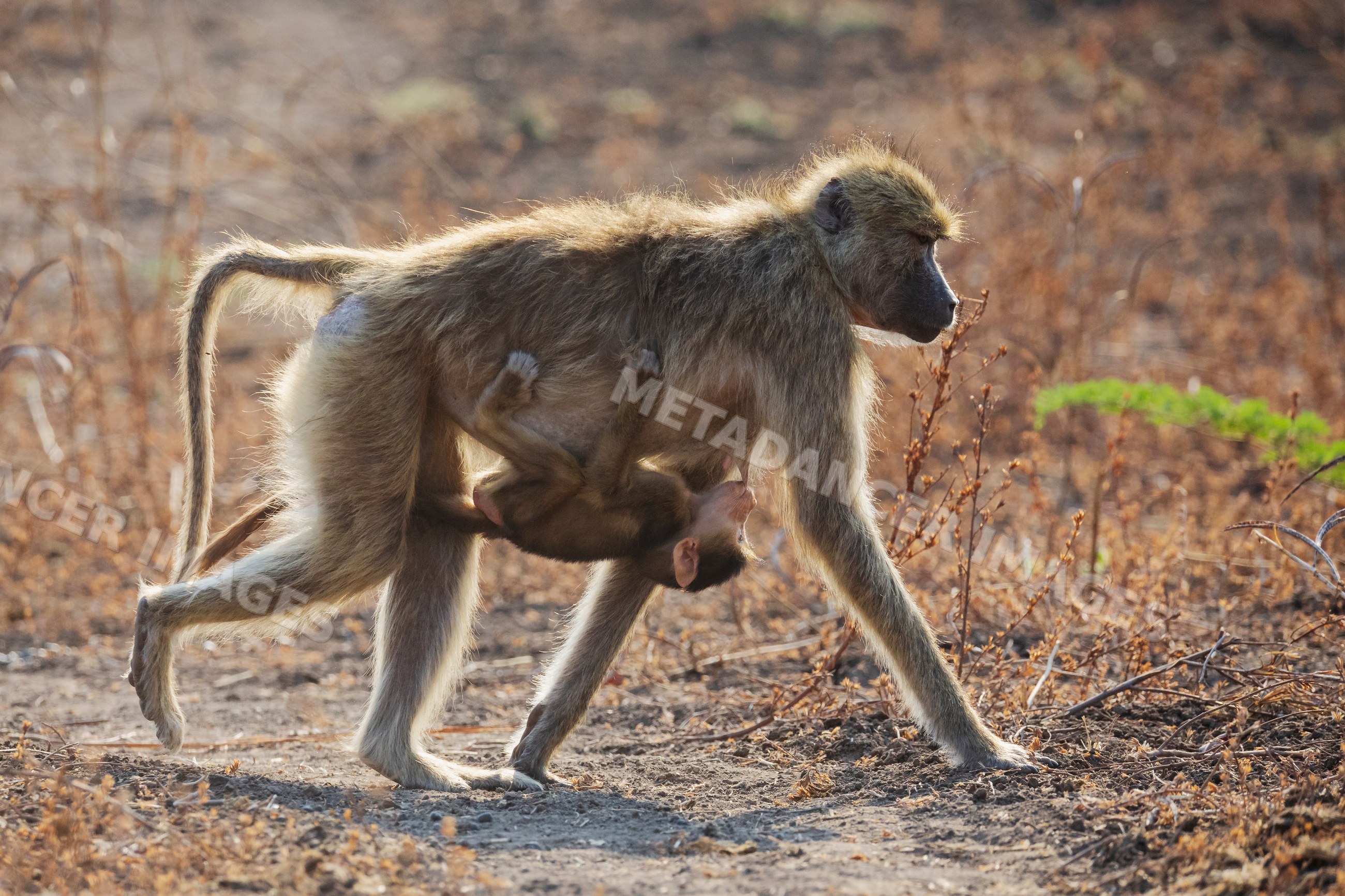 Baboon walking with suckling baby in Zambia national park