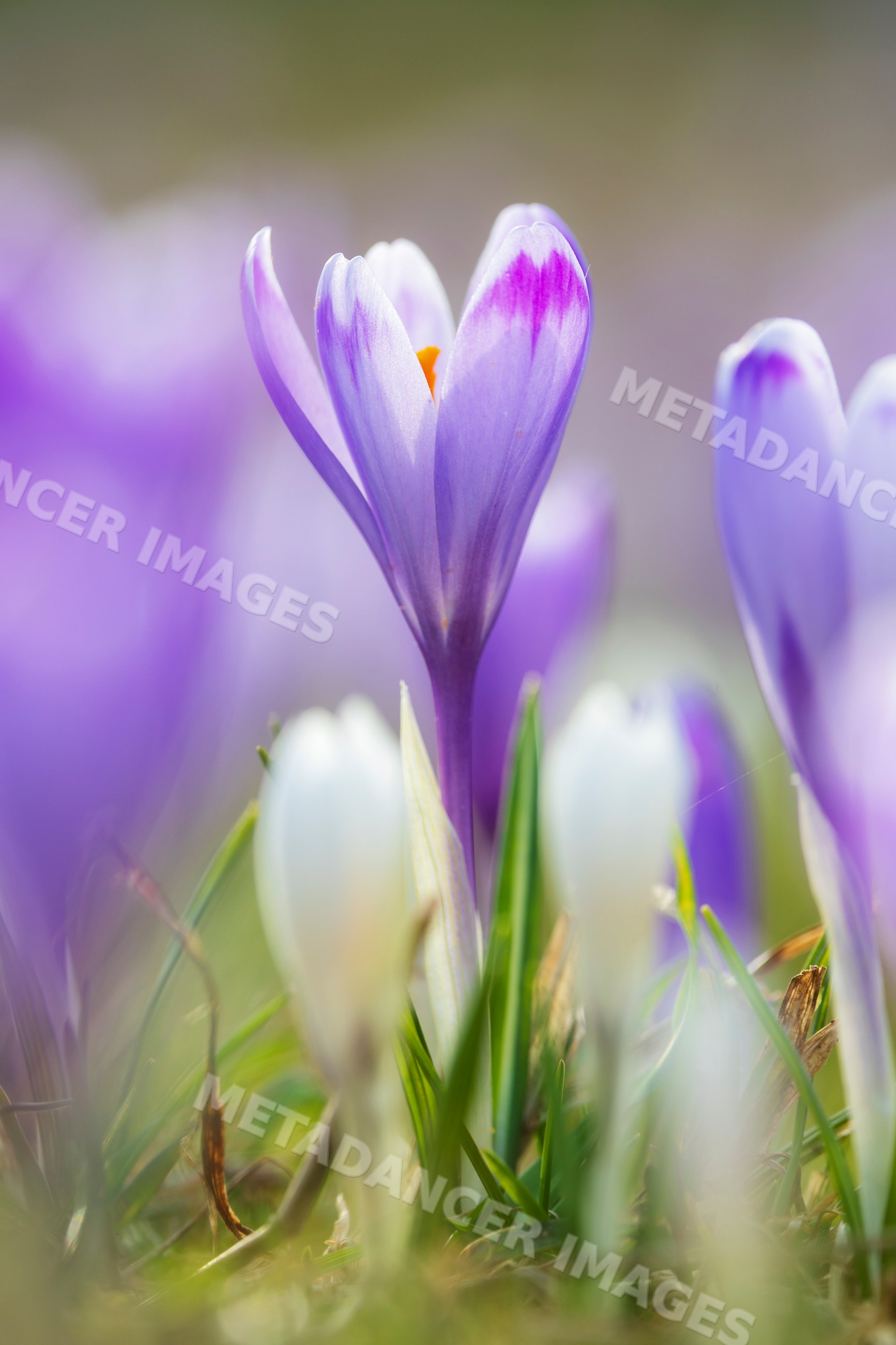 Crocus vernus flowers blooming