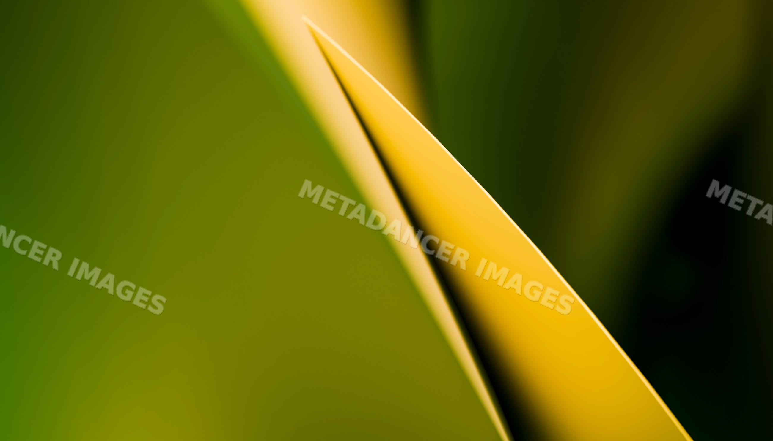 Close-up of yellow curved leaf with green background