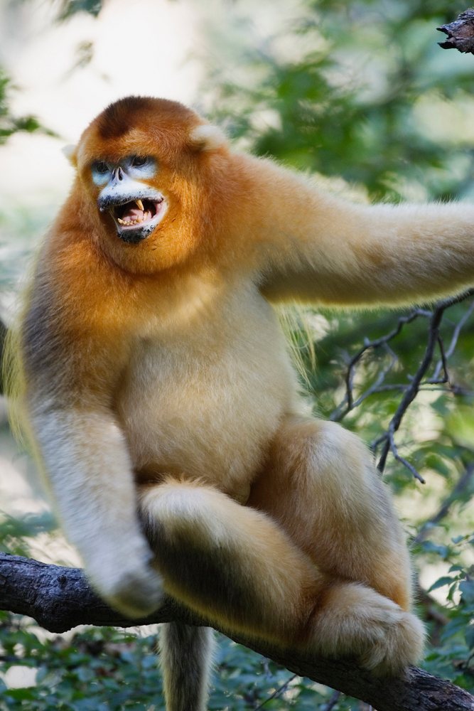Golden monkey perched on tree branch, shaanxi province, china