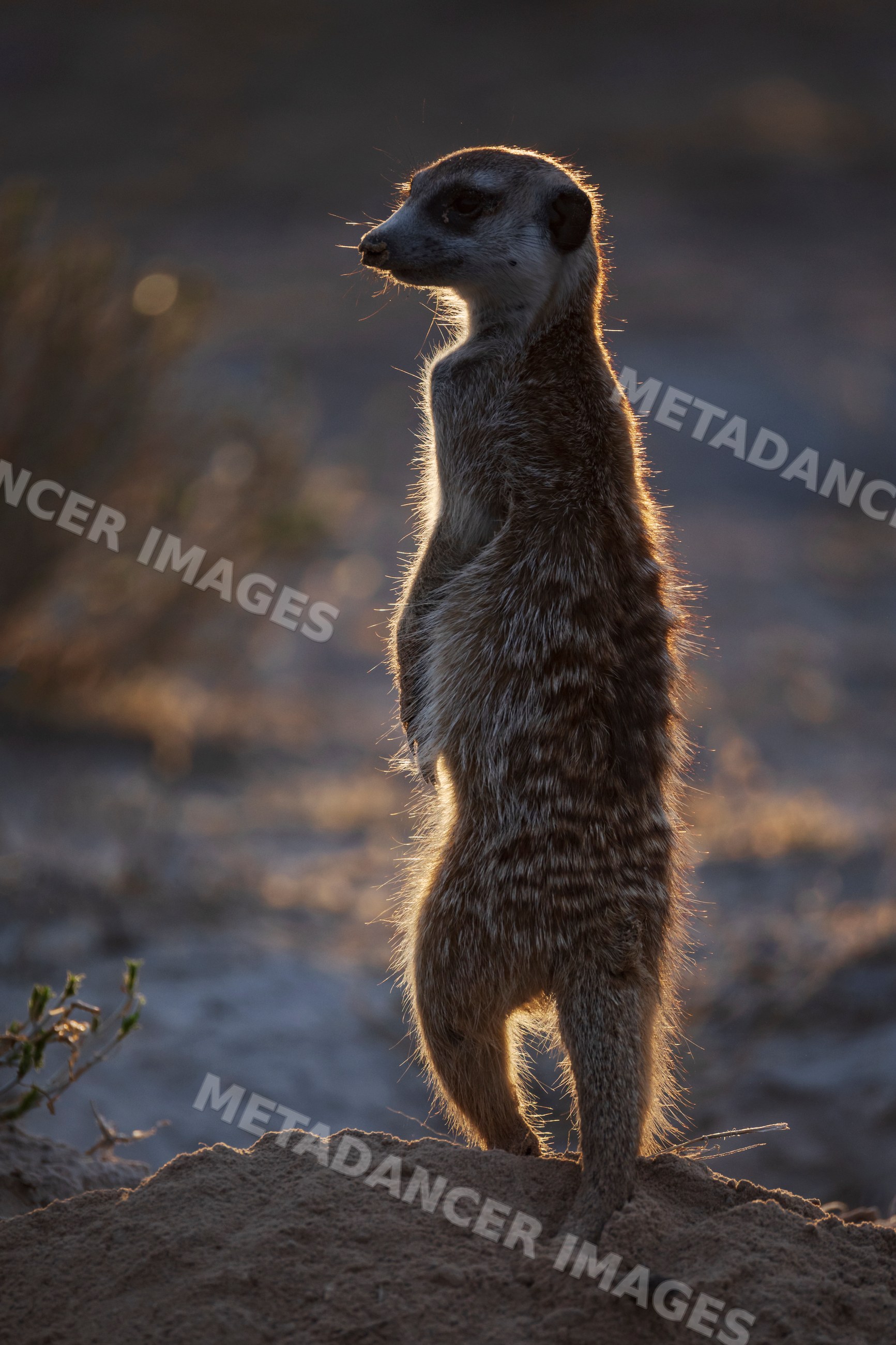 Meerkat standing alert at sunset in South Africa's Kalahari Desert
